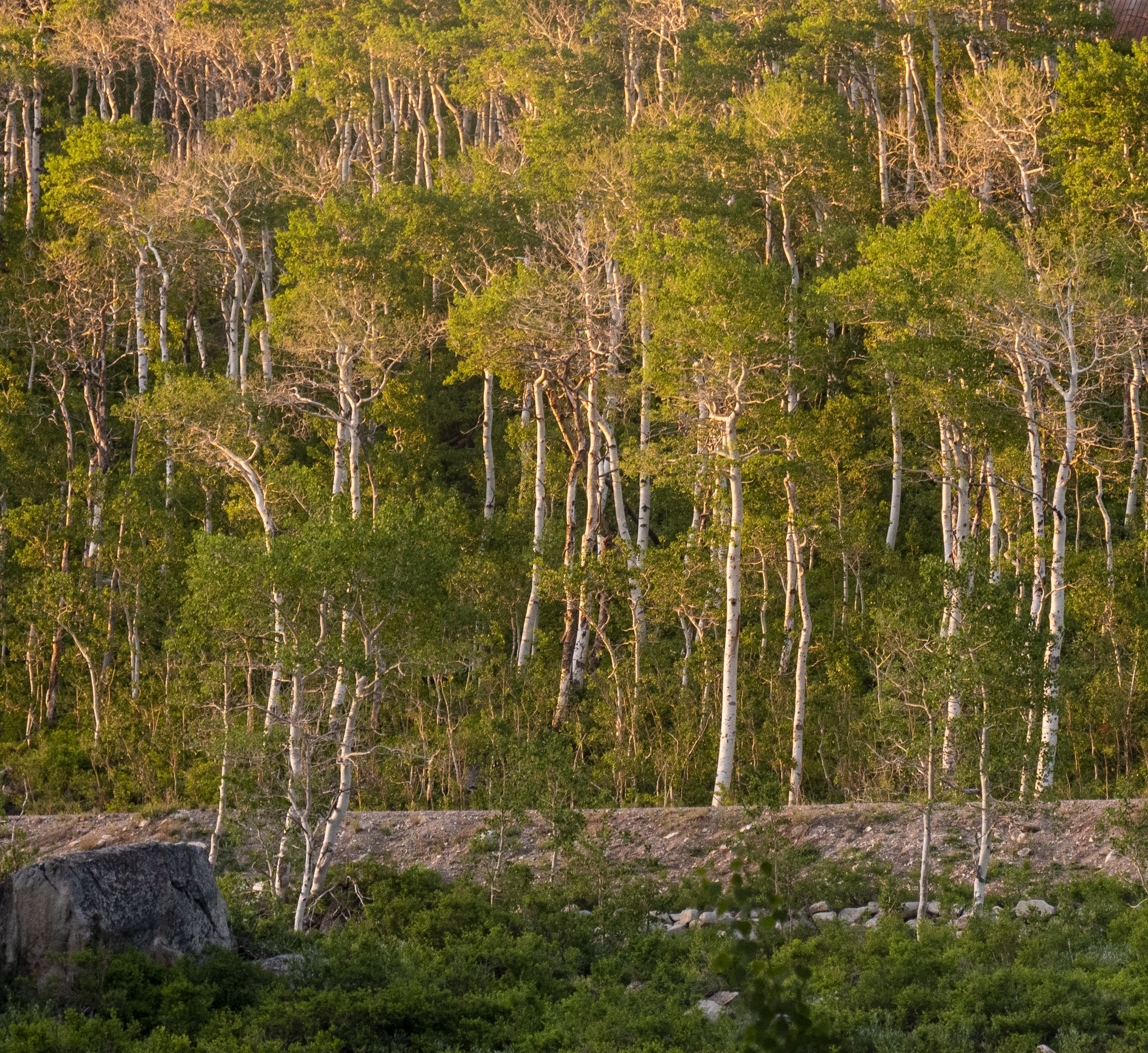 Roadside Forrest.jpg