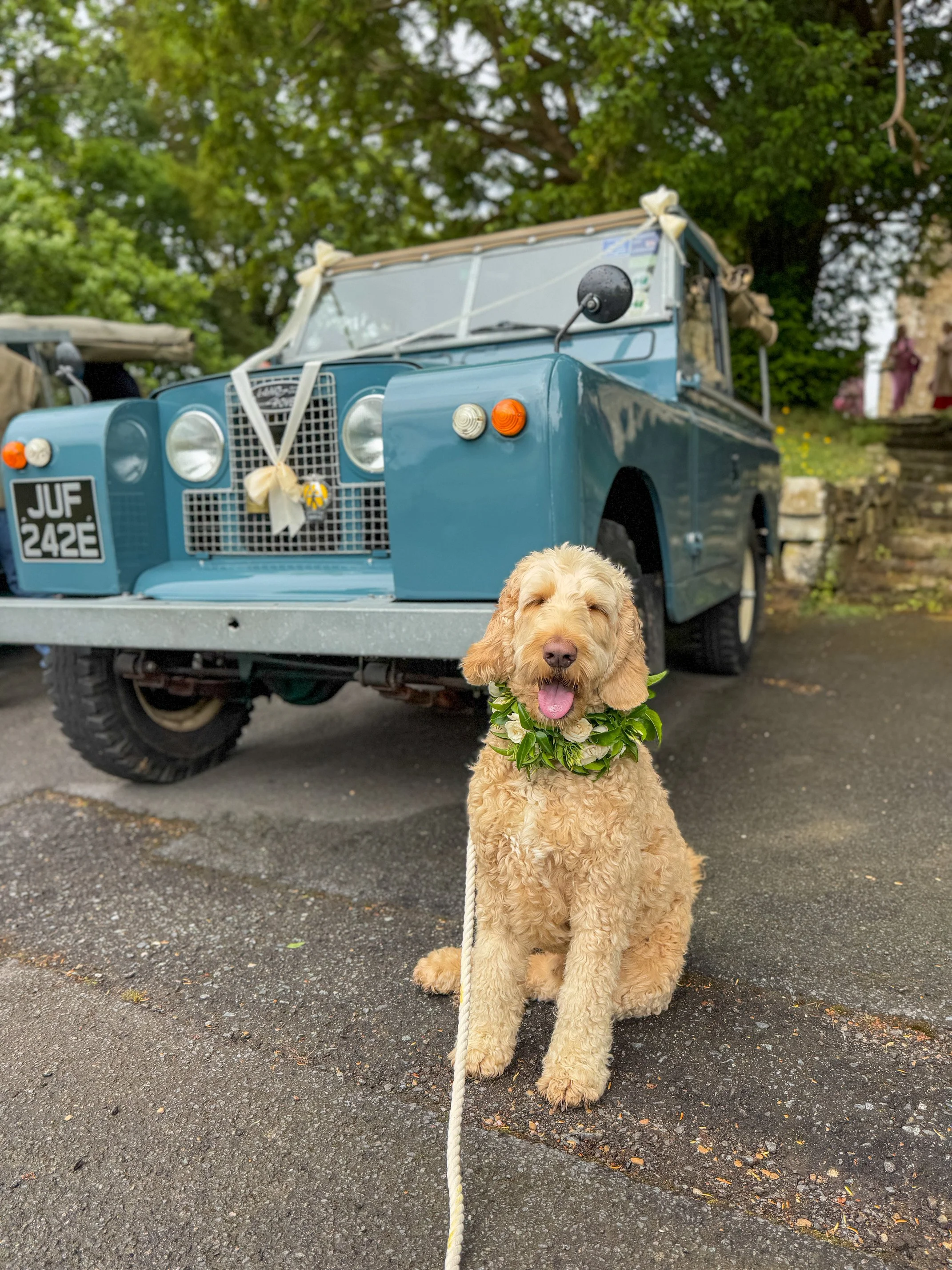 A cute, fluffy, light brown dog wearing a green leafy collar, sitting on the ground with a happy expression, in front of a vintage blue vehicle decorated for a wedding.