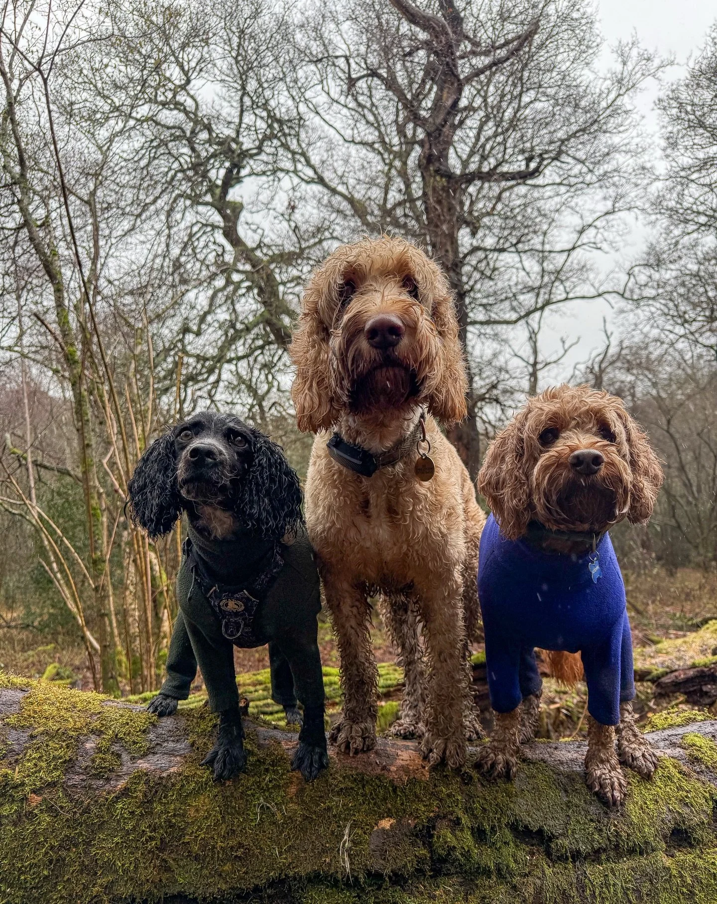 This week&rsquo;s round-up!🐾🐶