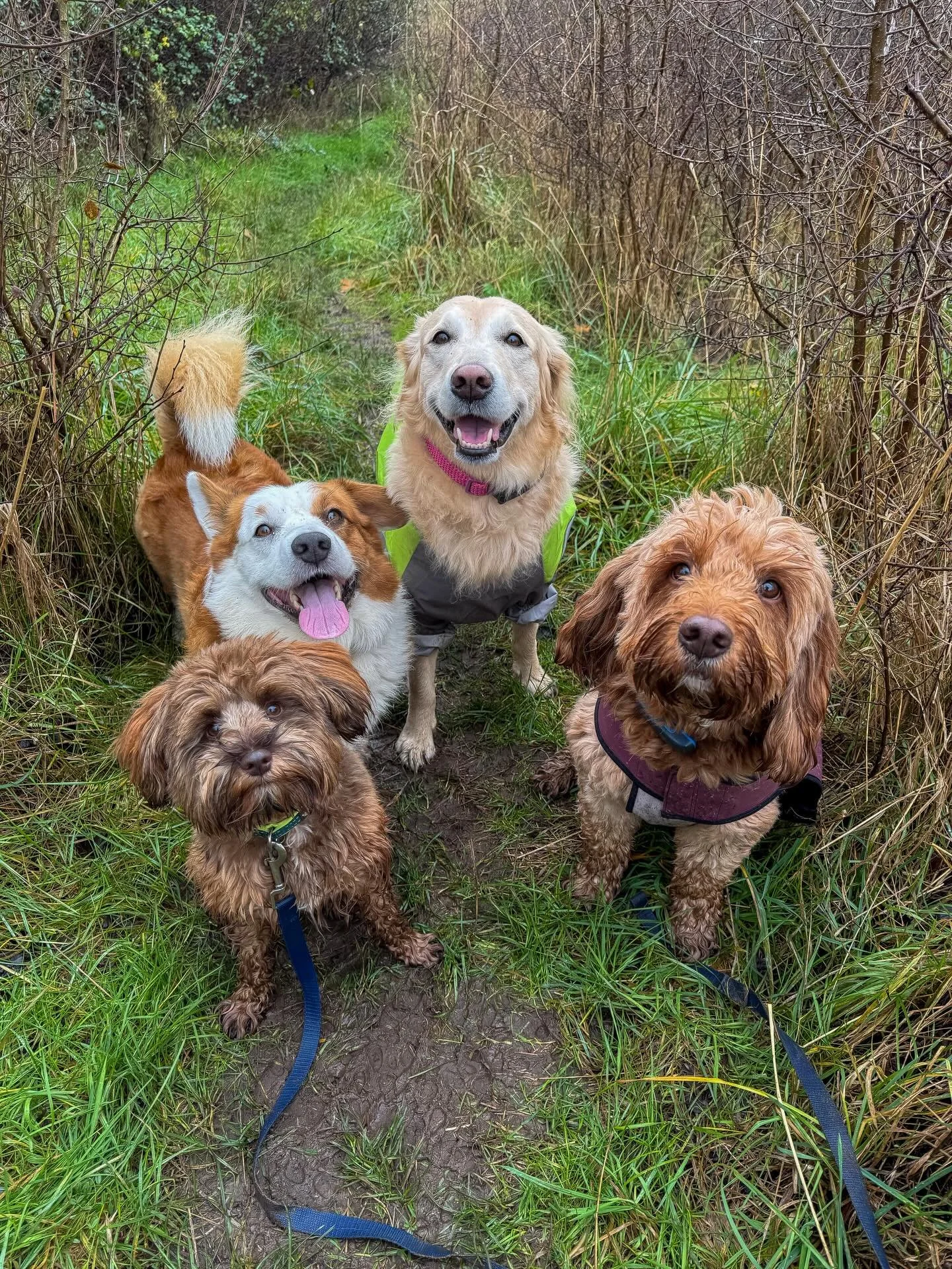 The groups😍🥹 #dogs #dogwalk #dogwalking #surrey #epsom