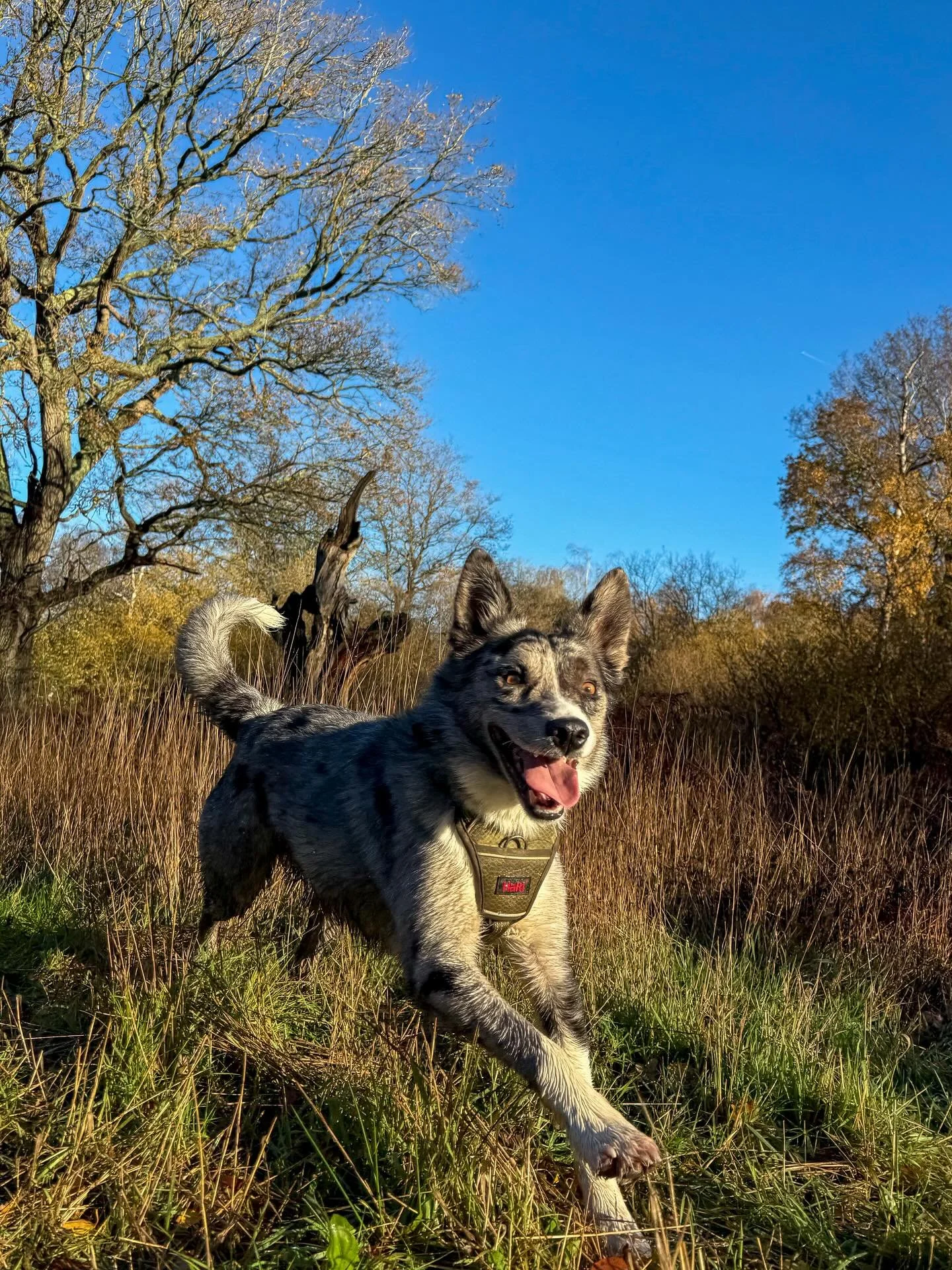 Wild Wednesdays!🤪🤪 #dogs #dogwalk #dogwalker #dogwalking #epsom #surrey