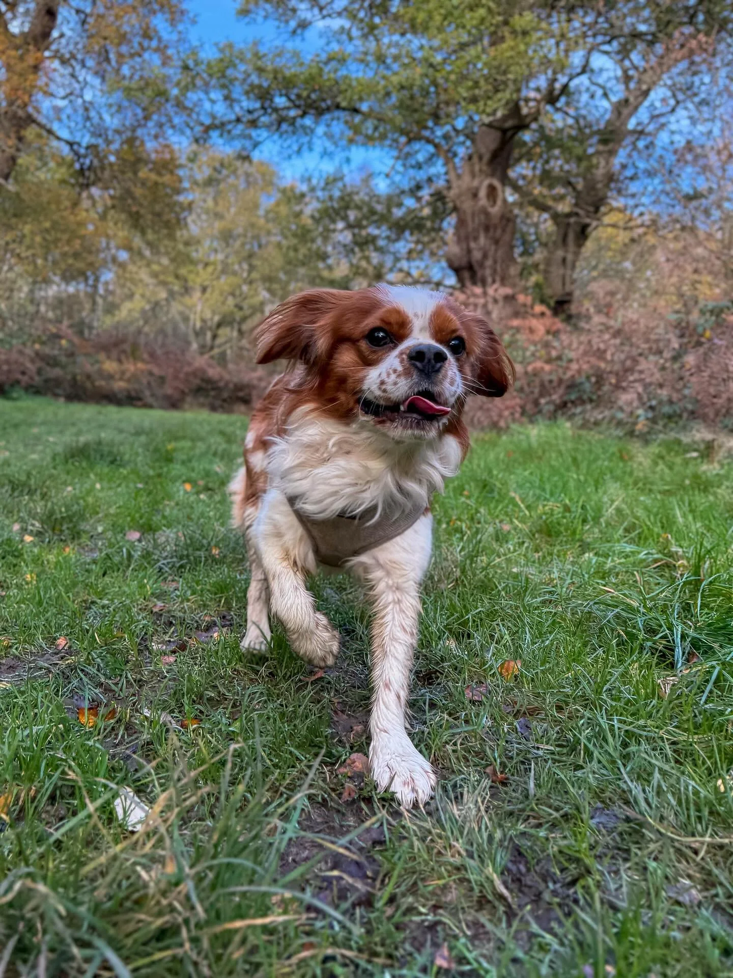 This week&rsquo;s roundup📸 #dog #dogs #dogwalk #dogwalker #dogwalking #epsom #surrey