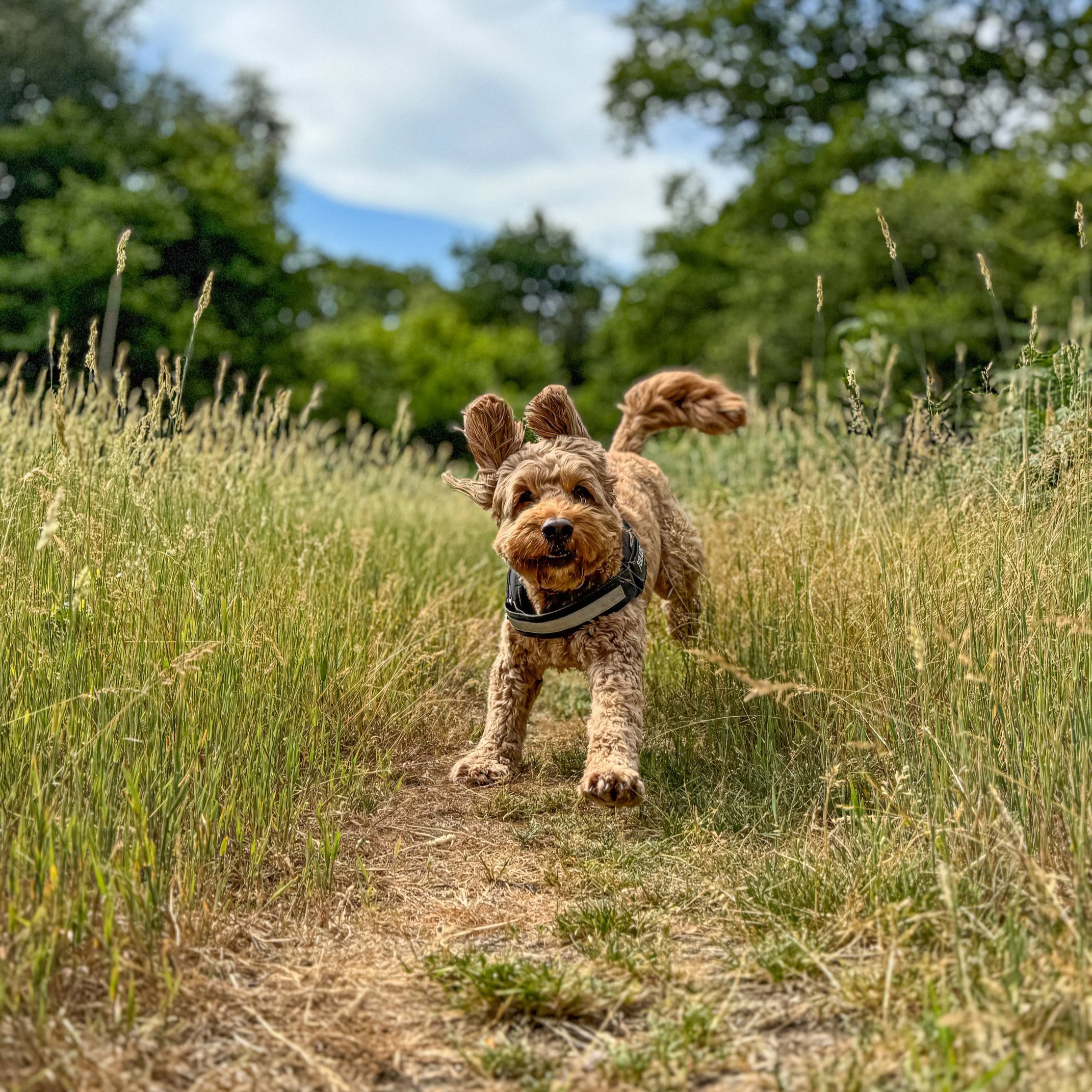 5 Recall Hacks That Actually Work (No Bribing Required)