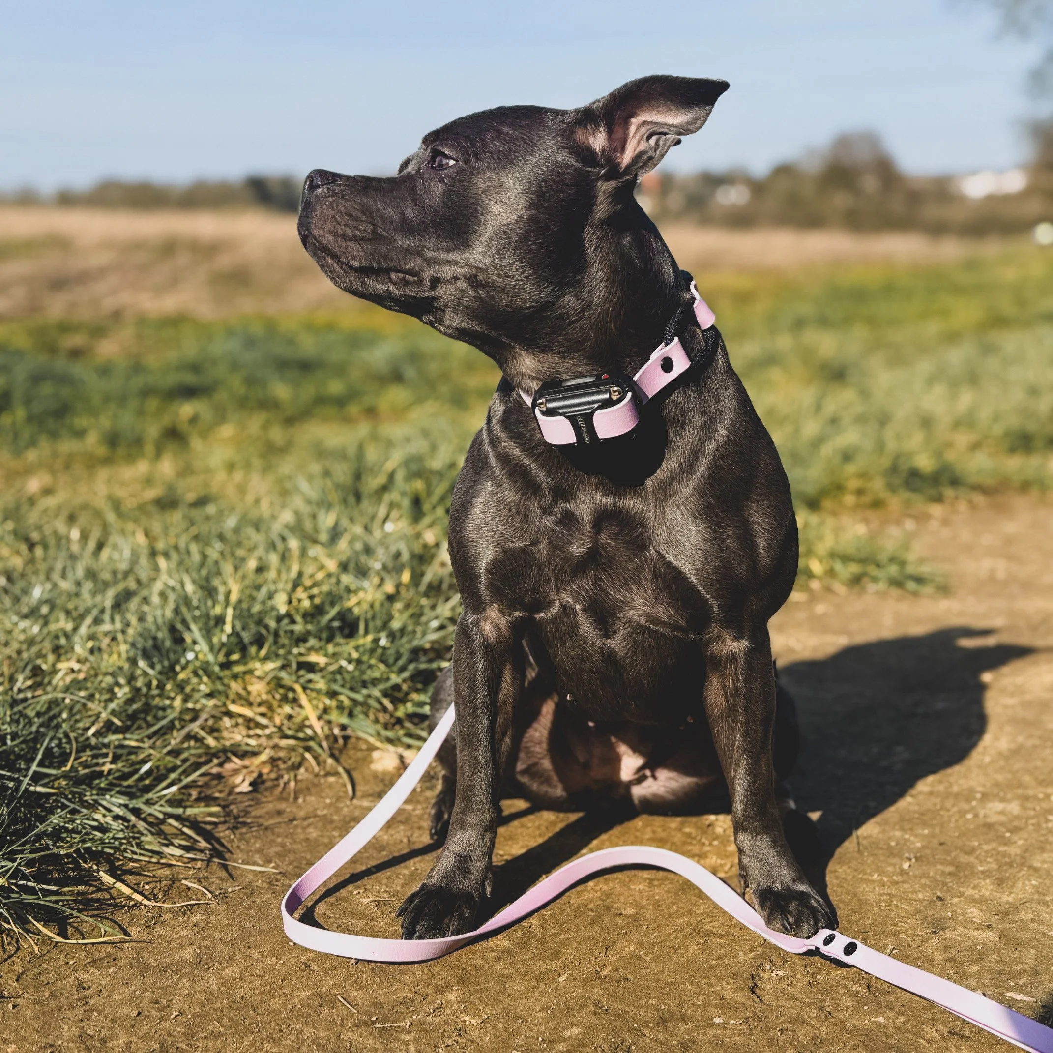 Why I Train the Dog in Front of Me (Not the Label)