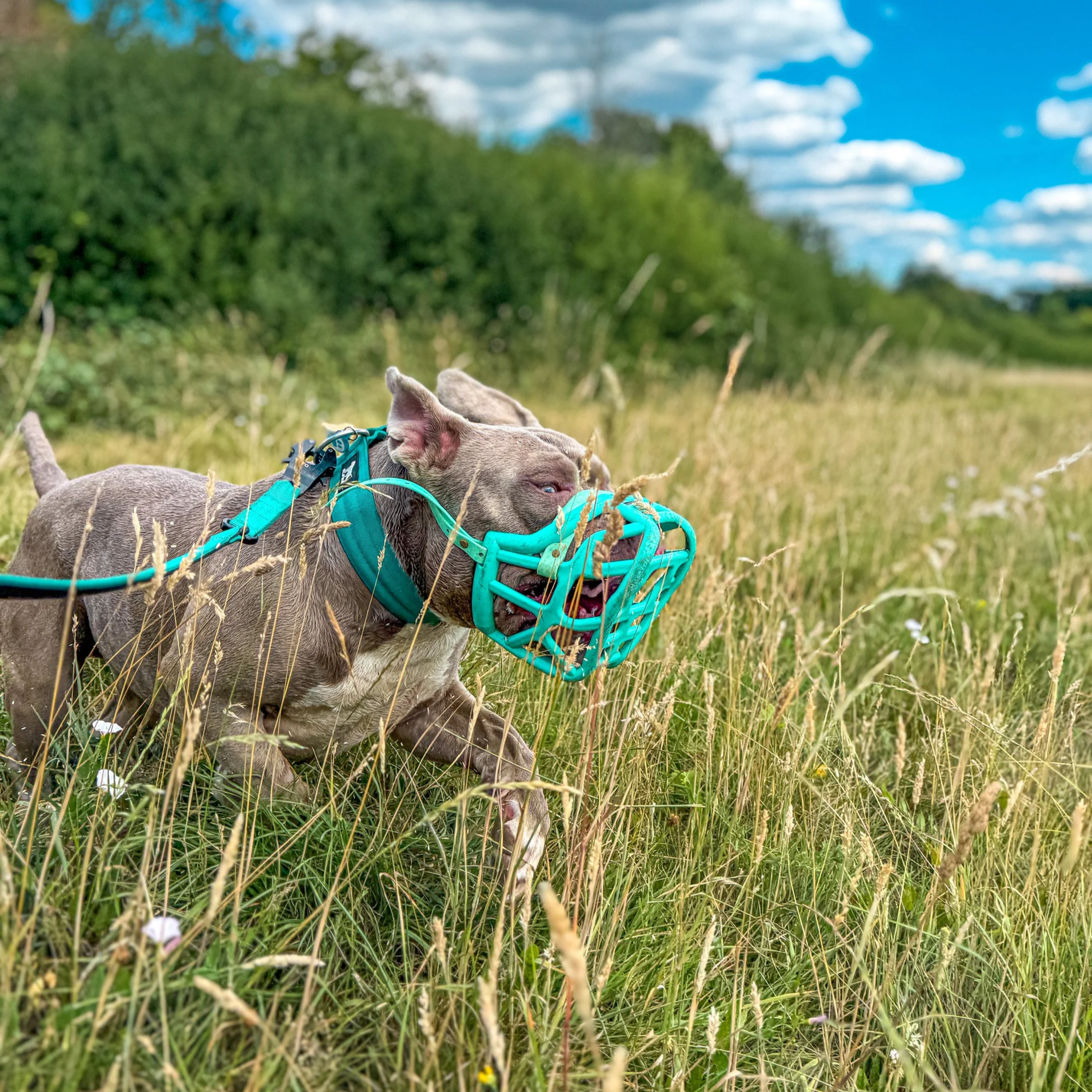 Muzzle Training: When, Why, and How (Without the Shame)
