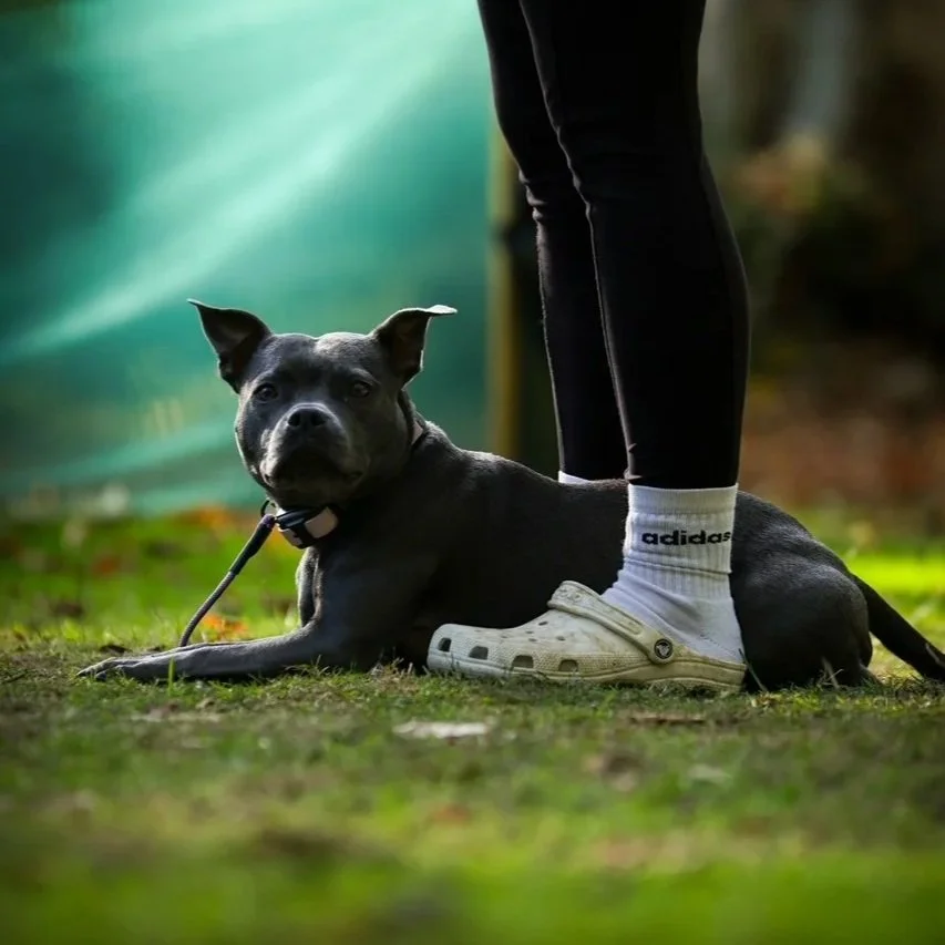 Viral vs. Responsible: Why Not All Dog Trends Deserve a Like