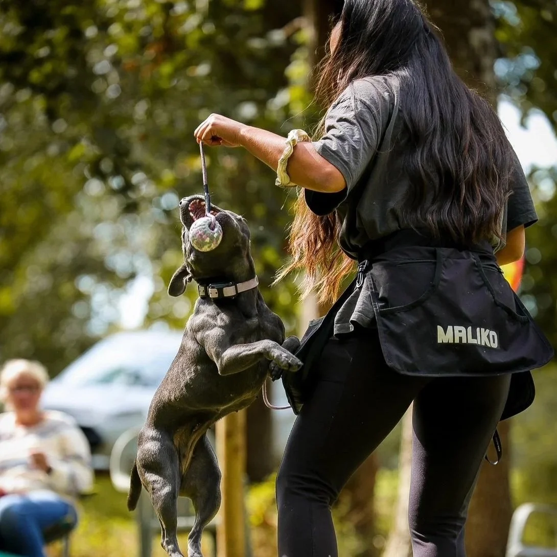 What’s Your Dog’s Job (and Why You Shouldn’t Forget It)