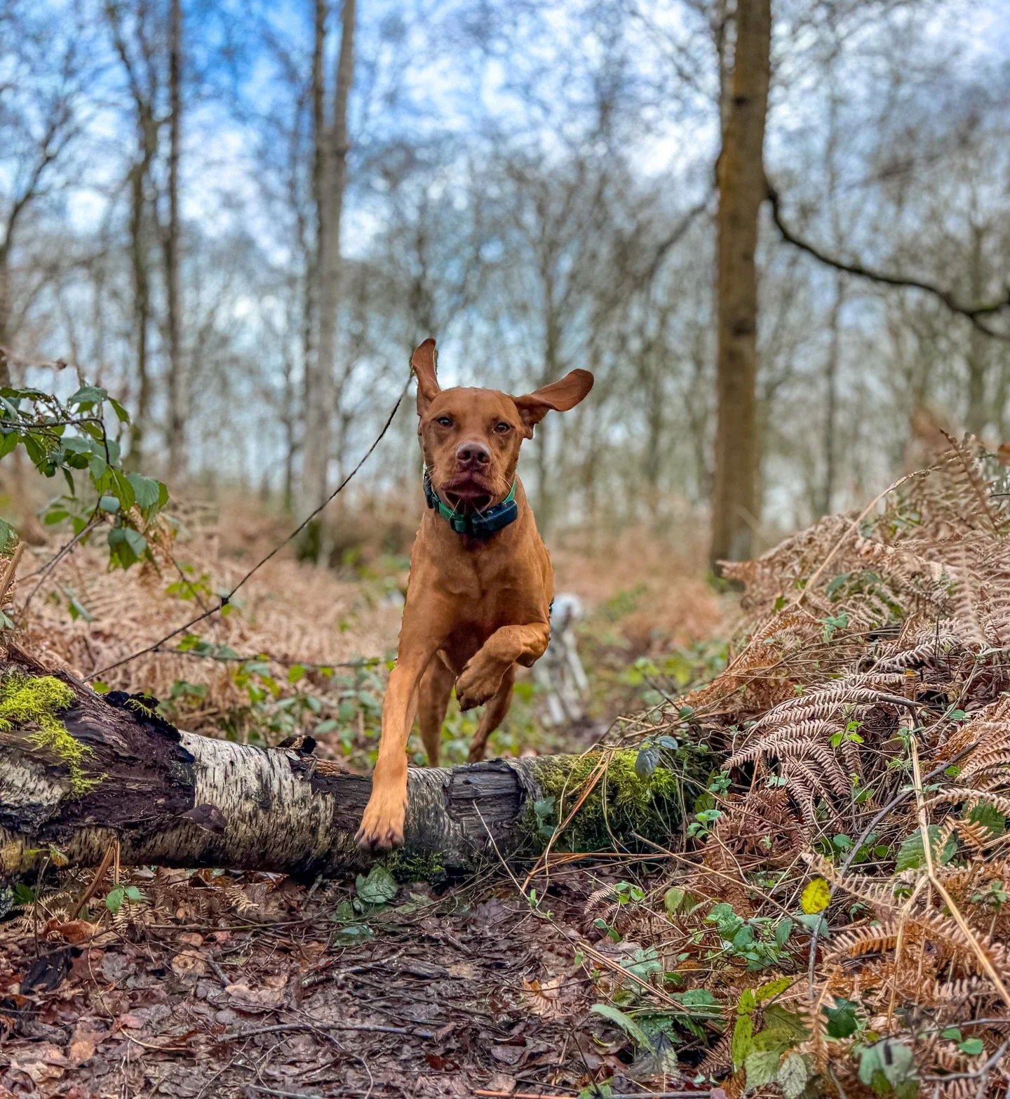 🔥 Warning: One very orange boy has joined L&amp;R. Welcome, Shelby we love you already 🧡

Also big shout out to @windlesham.wet.noses for passing me her best boys when she relocated! You&rsquo;re a star, and they&rsquo;re so happy to be back walkin