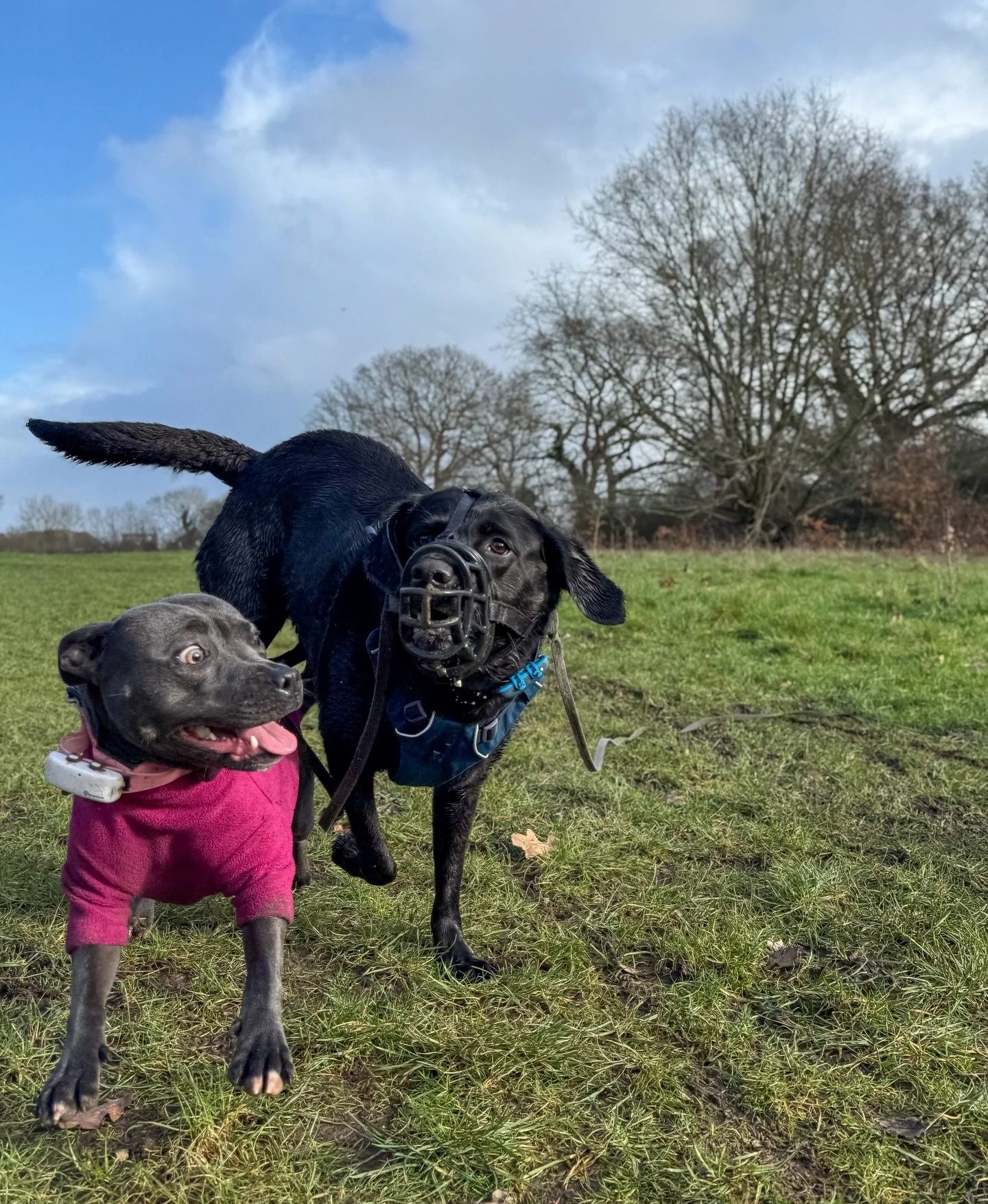 This week&rsquo;s groups🐕🦮🐕&zwj;🦺🐩