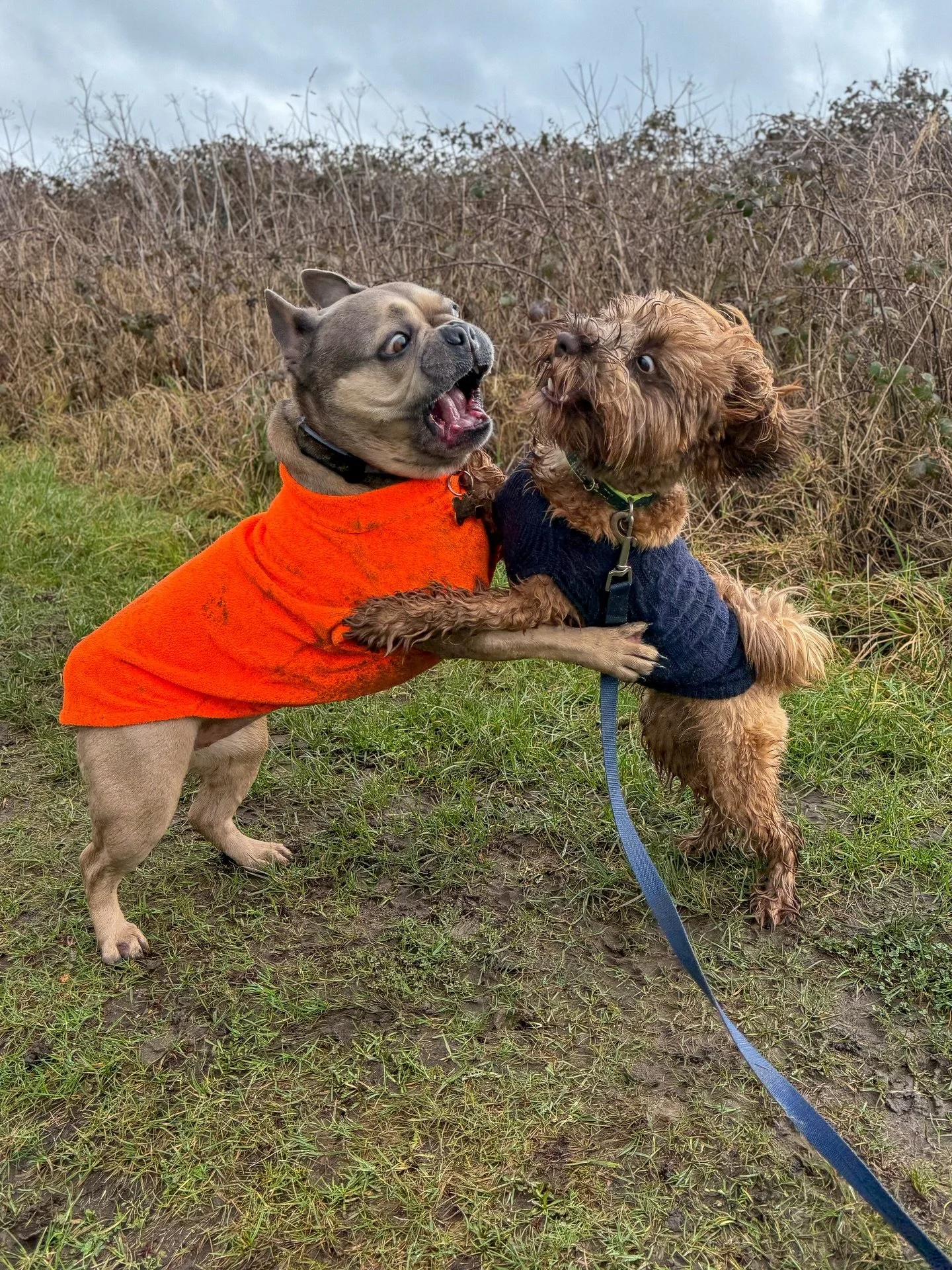 Weekly round-up!📸 #dog #dogs #dogwalk #dogwalker #epsom