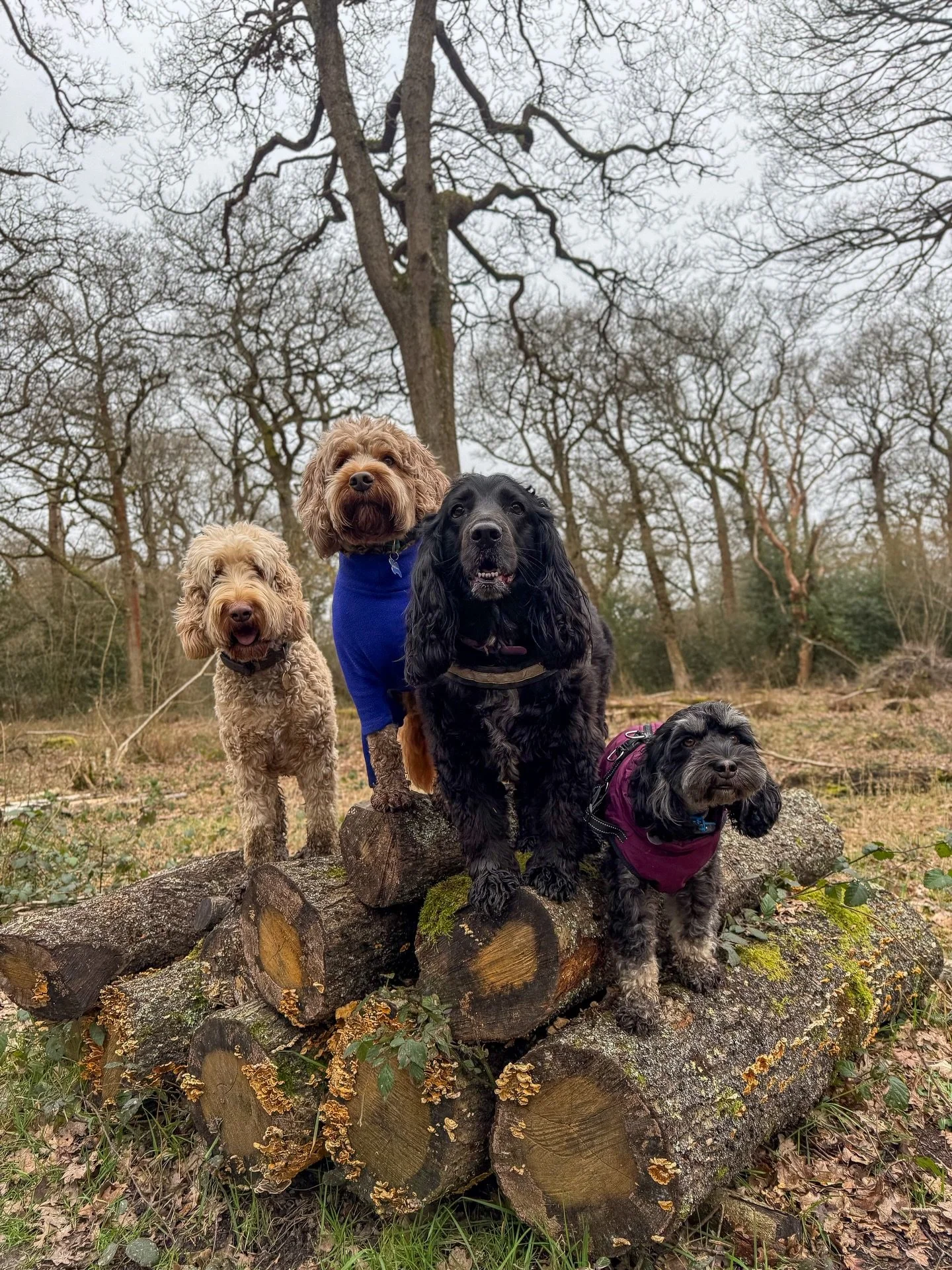 Last week&rsquo;s groups🐾🥰 #dog #dogfriends #dogwalk