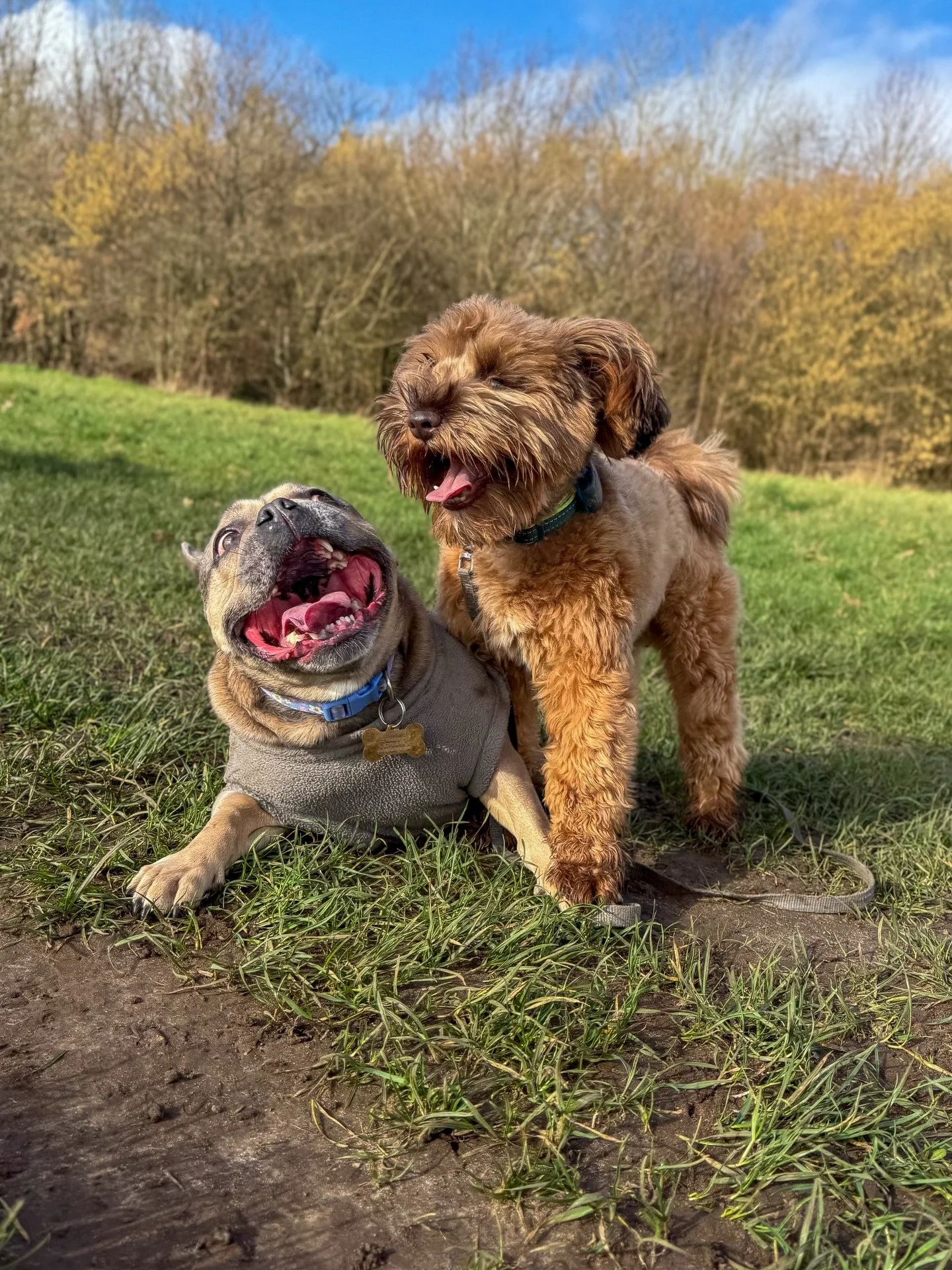 Paw-some duo!🫶🐶 #dog #dogs #dogwalk
