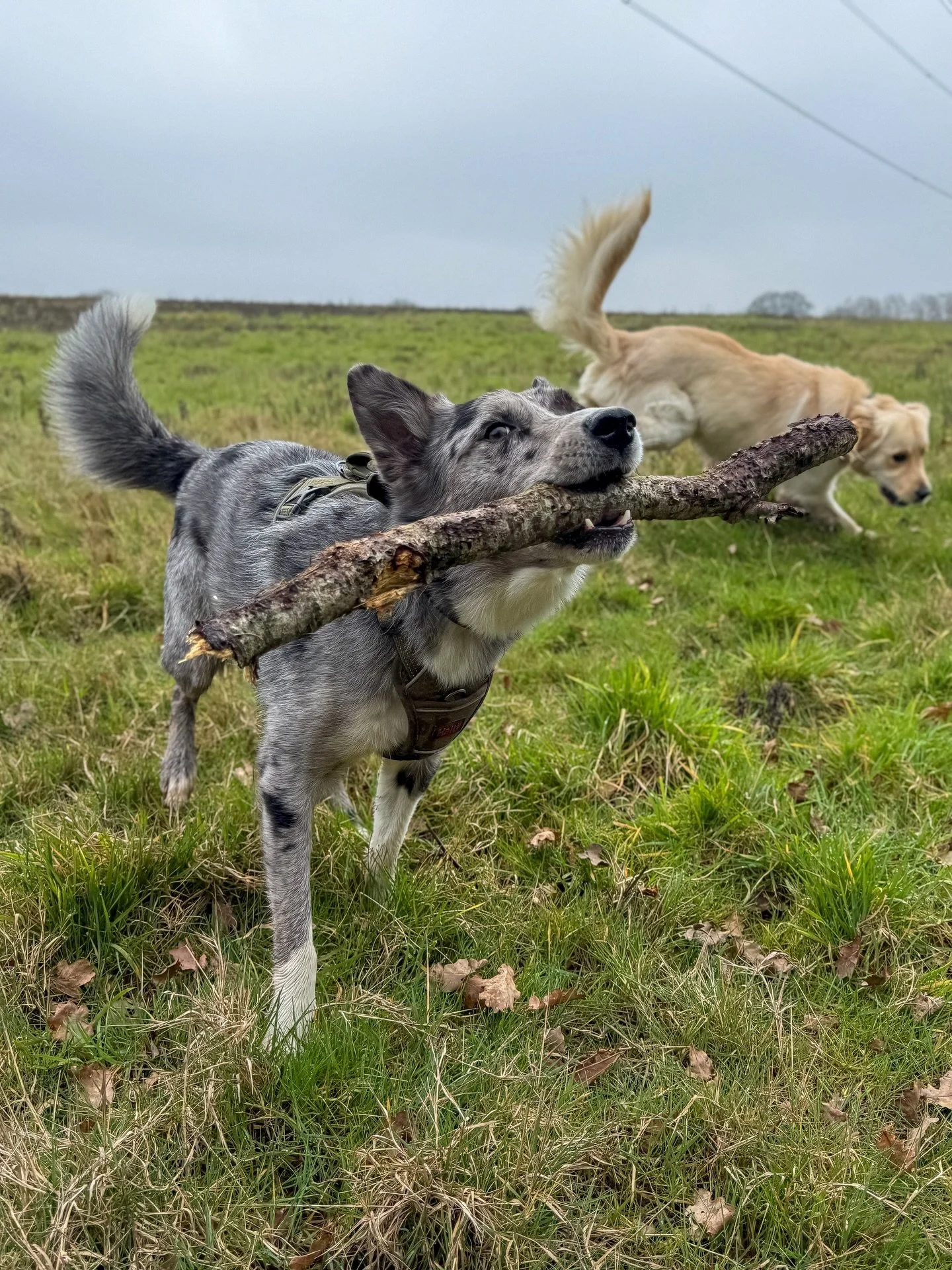 This week&rsquo;s roundup 🐾🐶 #dog #dogwalk #epsom