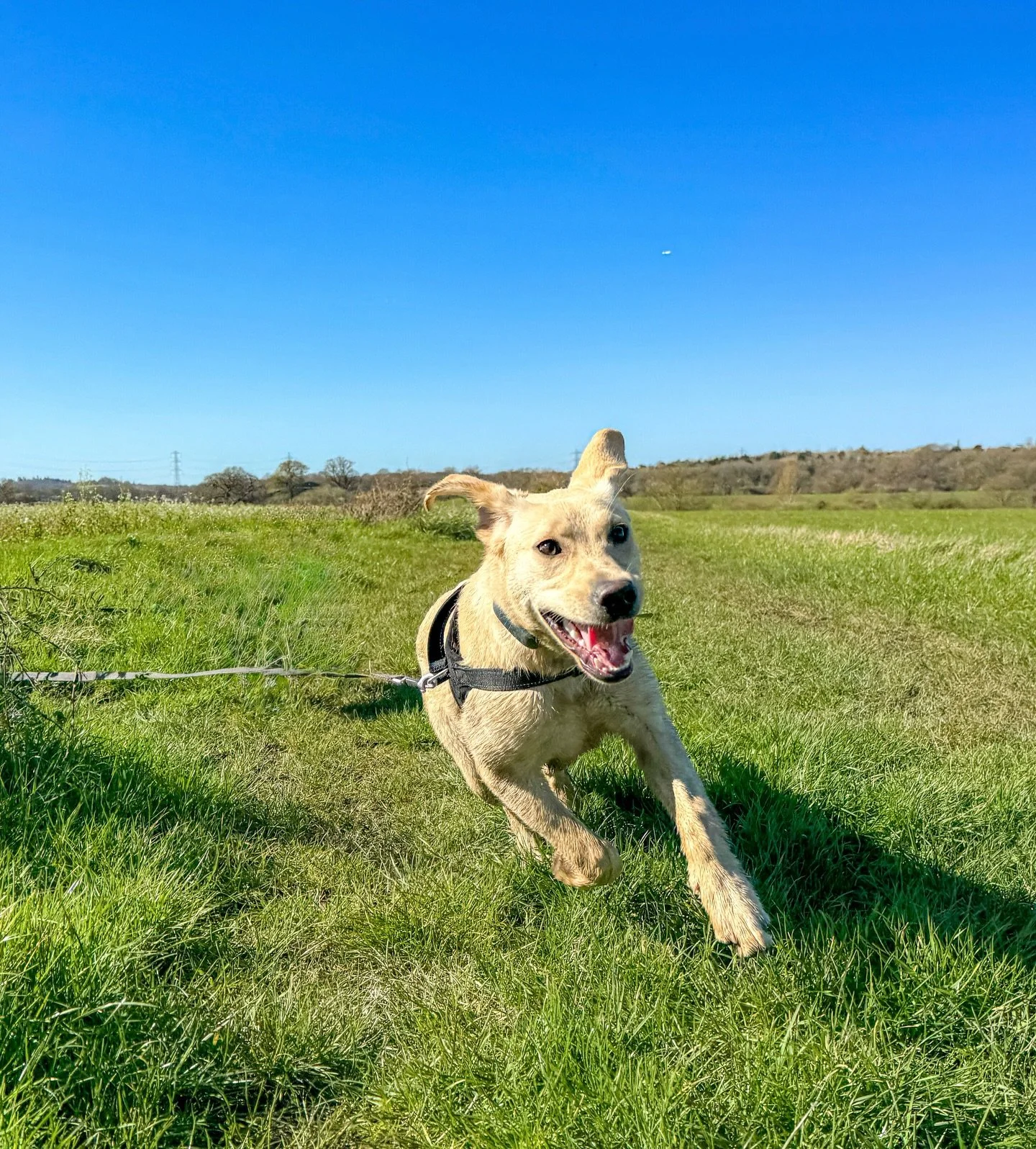 Nutty by name and nature 🥜 Welcome Peanut to L&amp;R! So happy to have this little splash queen join our adventures 🐾

#dogwalker #epsom #ewell #ashtead #surreydogs