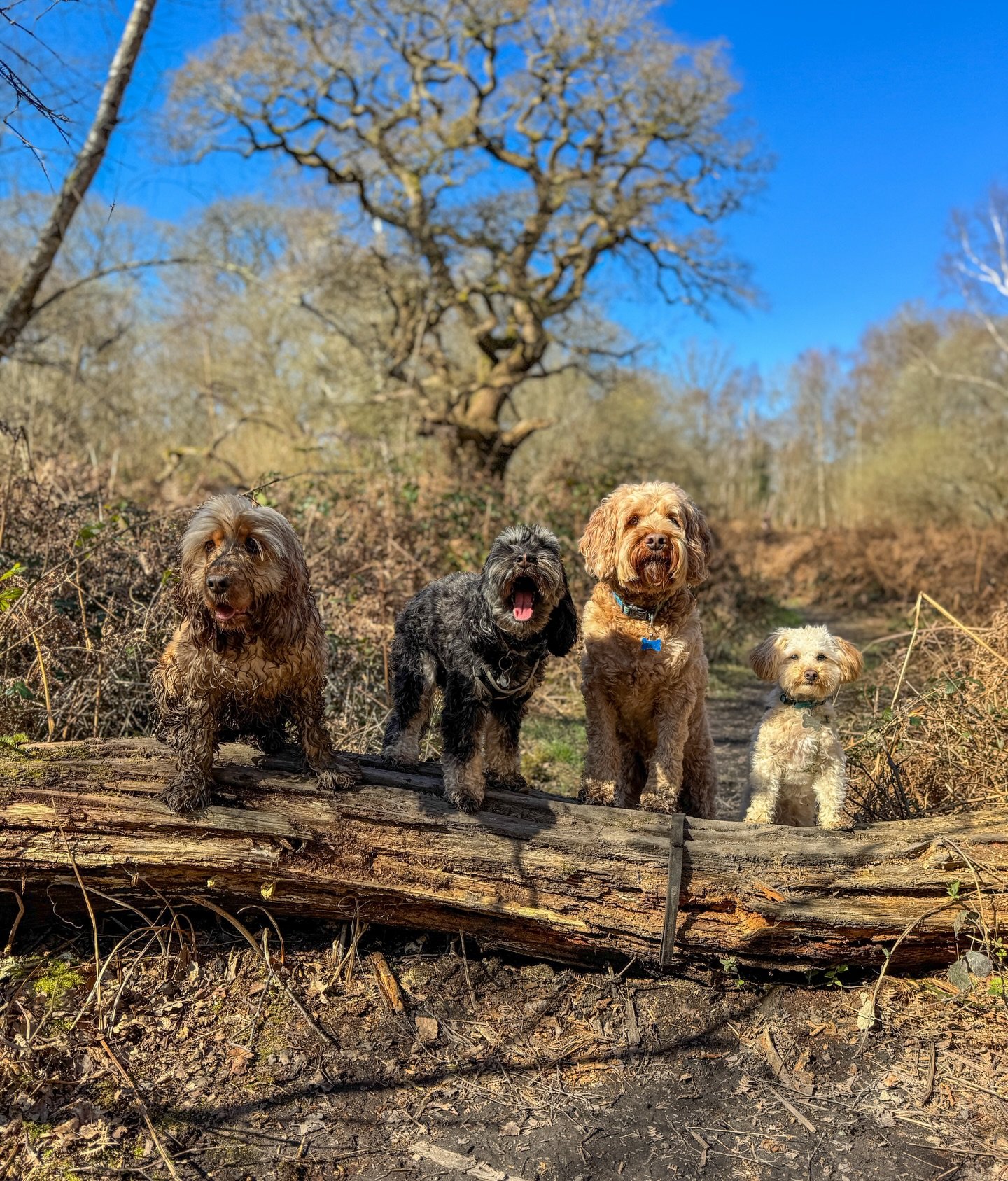 A week of blue skies 🌞🩵