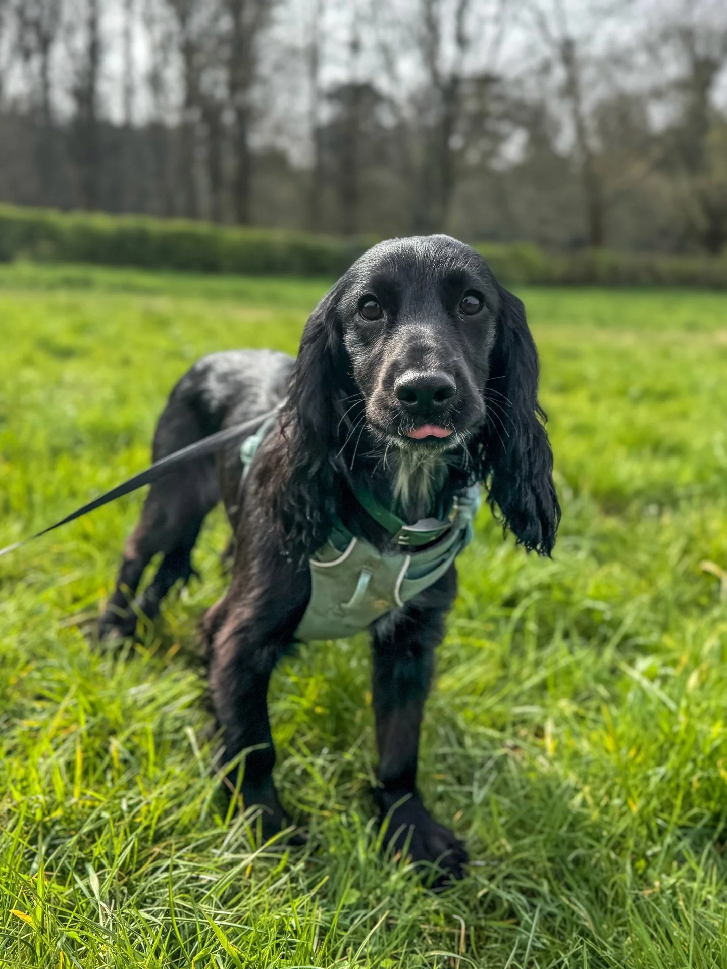The newest little puppy paws at L&amp;R. Meet Echo 🖤 what a darling!