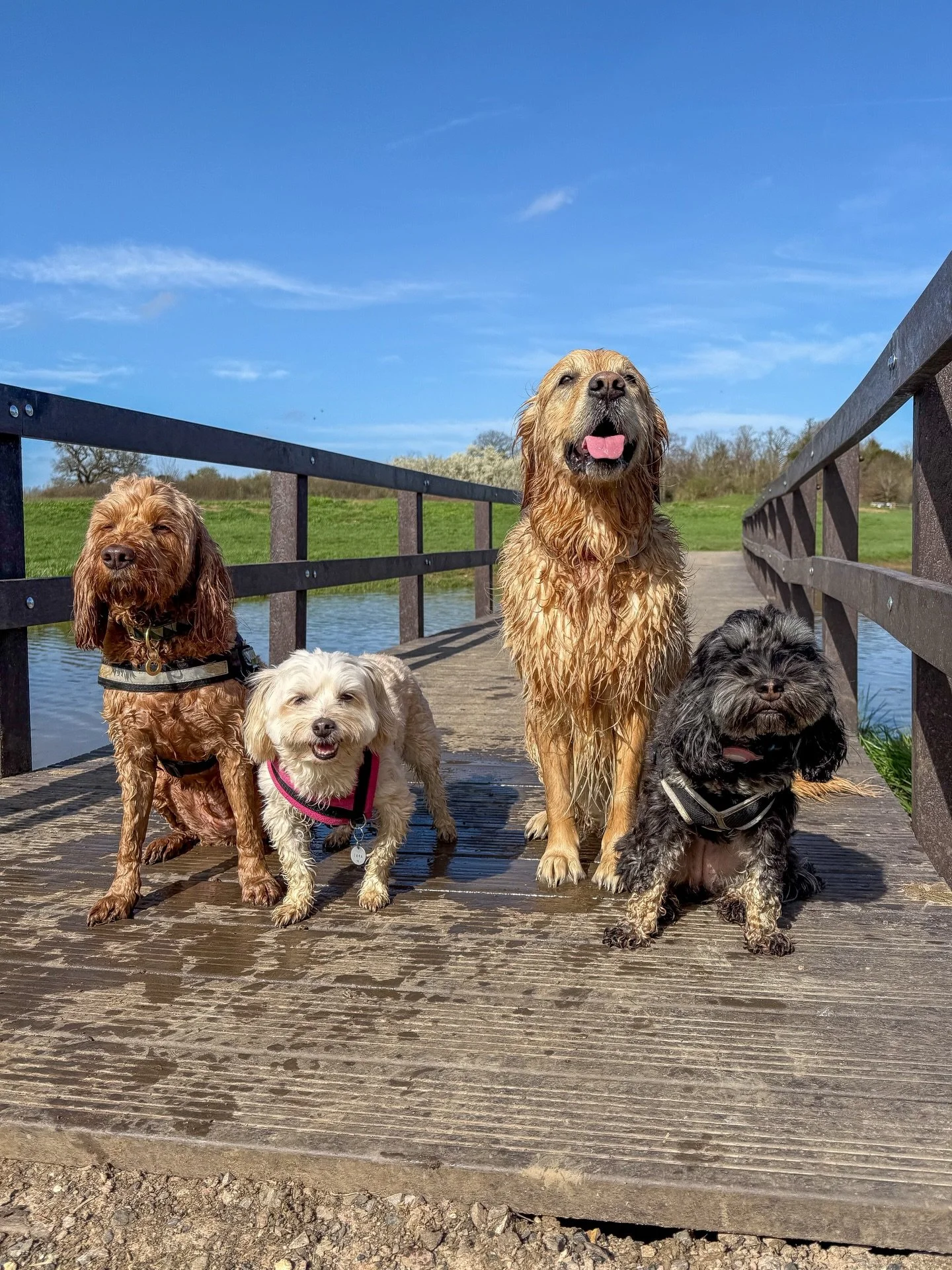 Last week&rsquo;s gorgeous groups!😍🐾 #dogs #dogwalk #surrey
