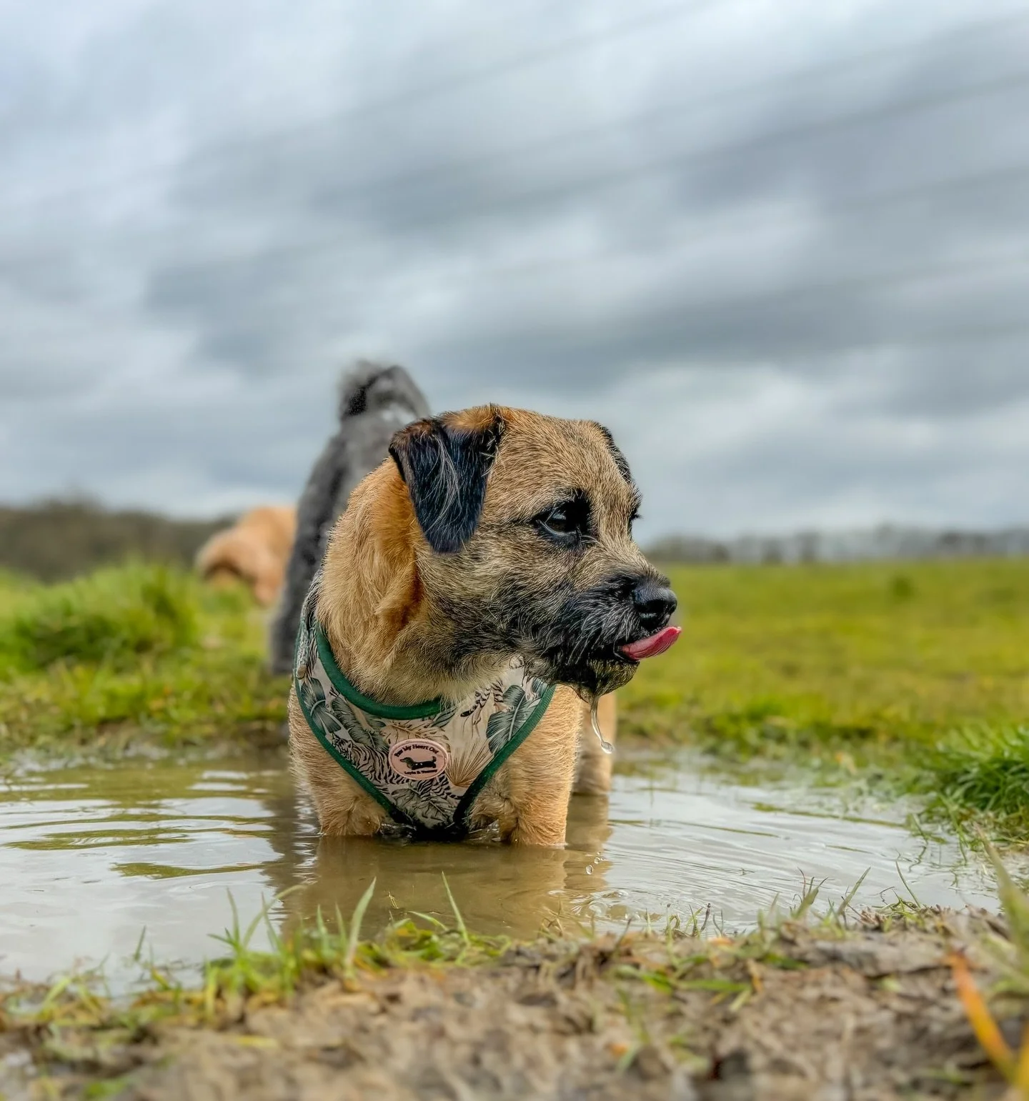 Borderline obsessed already 🧡 Welcome Mabel to L&amp;R. Giving that terrier spark we know and love!