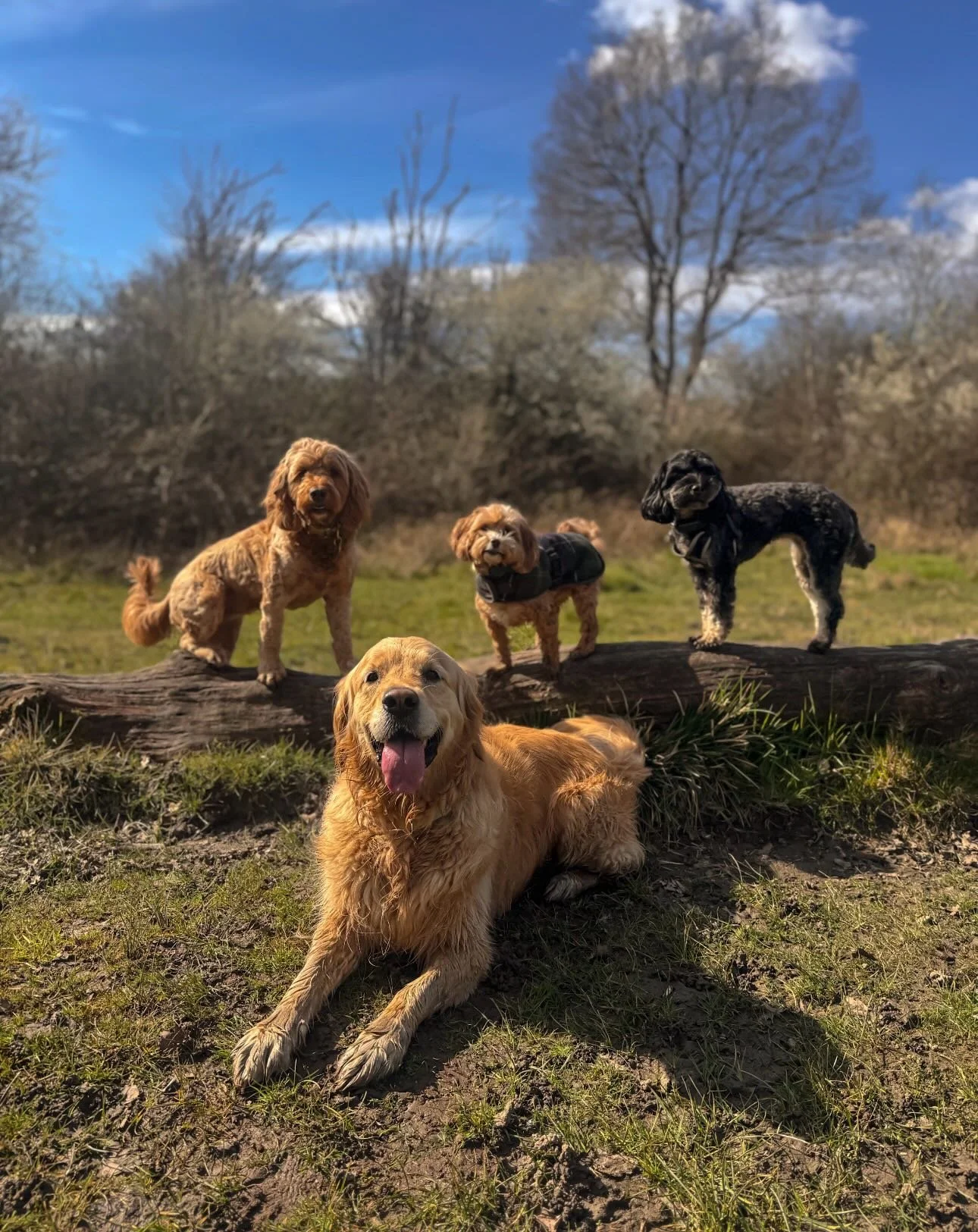 This weeks pretty pooches on there group and solo walks🐾 

#leadandramble #dogwalkinglife #dogwalkersofinstagram