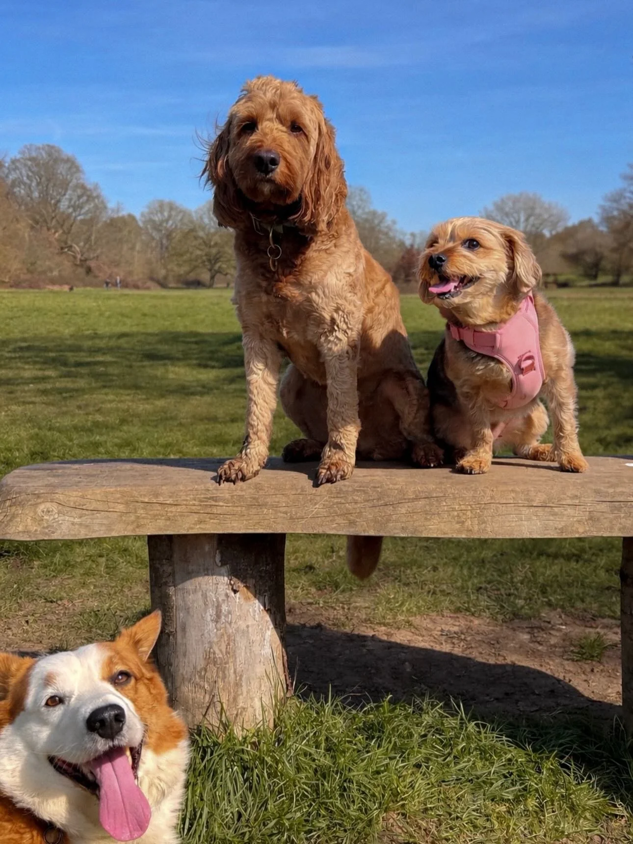 Sunny Saturday stroll💛
With a helping paw from Delta🐾

If you ever see a Saturday group walk opportunity pop up on @leadandramble story don&rsquo;t forget to book!!🩷

#leadandramble #dogwalkersofinsta