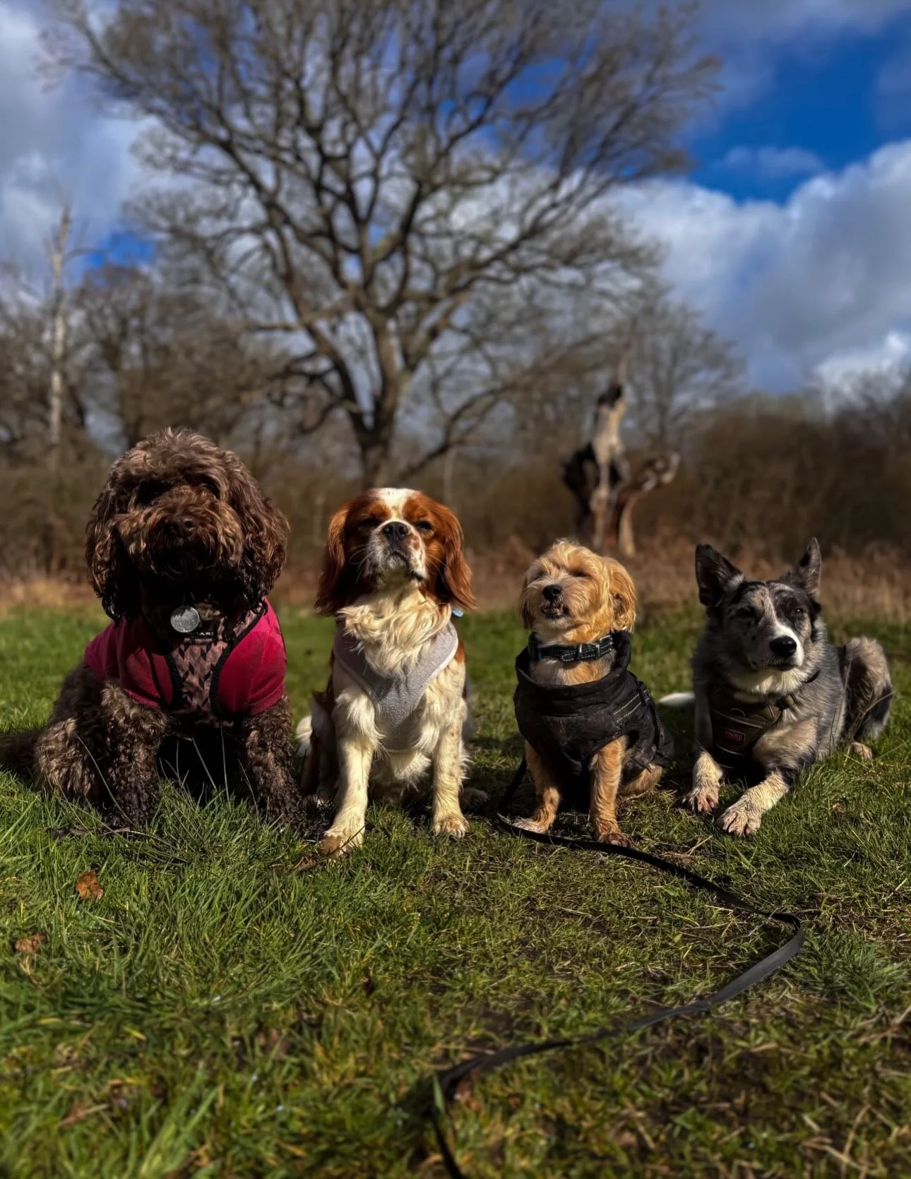 A week full of some serious model faces😆

#leadandramble #dogwalker #dogwalkersofinstagram