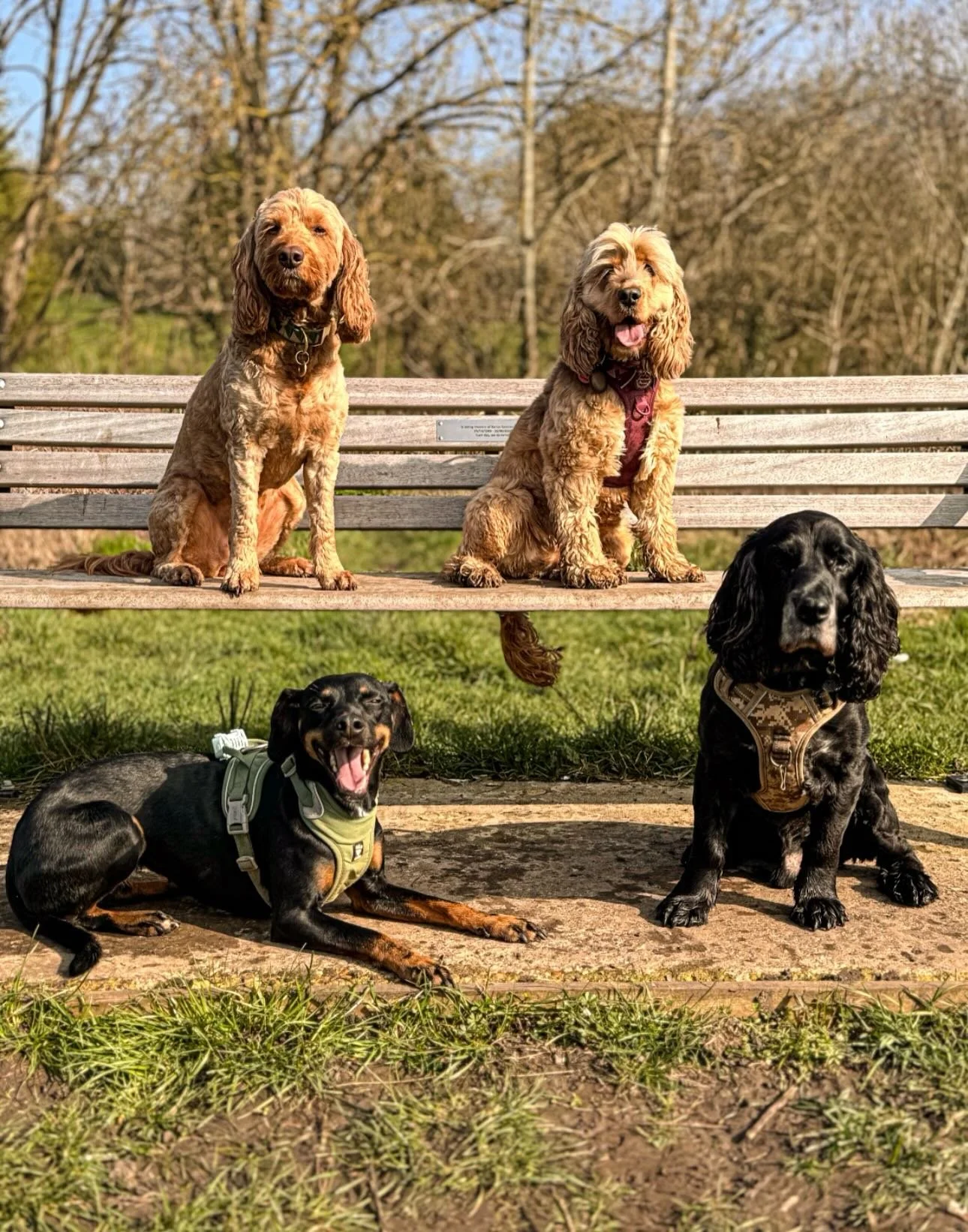 Loving this sunshine☀️ 

Another weeks group walk roundup🫶🏼
#dogwalkersofinstagram #leadandramble