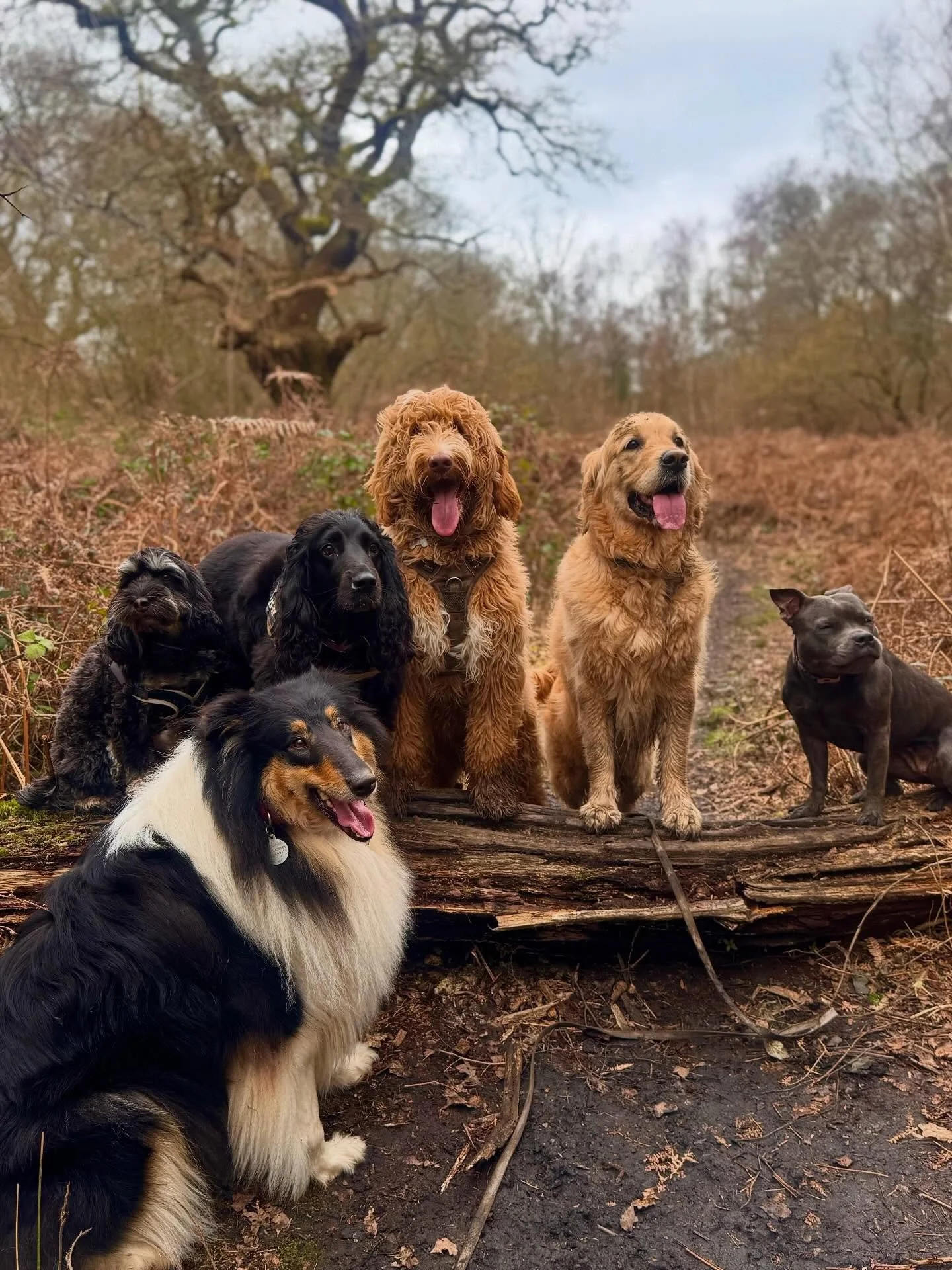 First group pics from the first week of walkies at @leadandramble 🖤

Been amazing meeting everyone i could so far and all your lovely pups as well as seeing them all enjoy themselves on their walks with me! 

Cant wait for more adventures🐾🩷
#leada