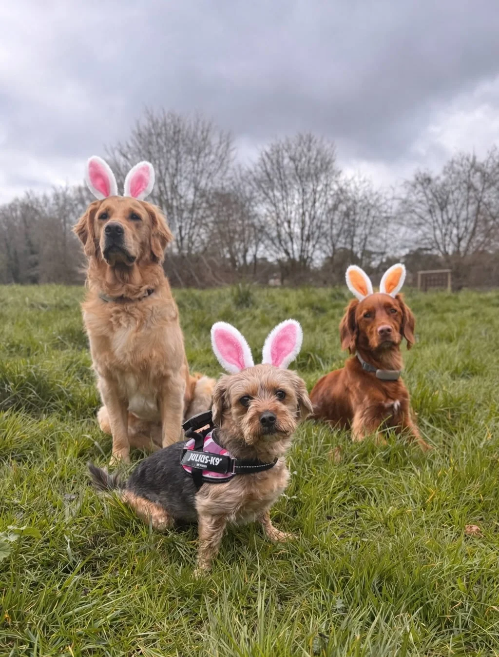 This weeks Easter bunnies🐰

Have a good Easter everyone!💛

#leadandramble