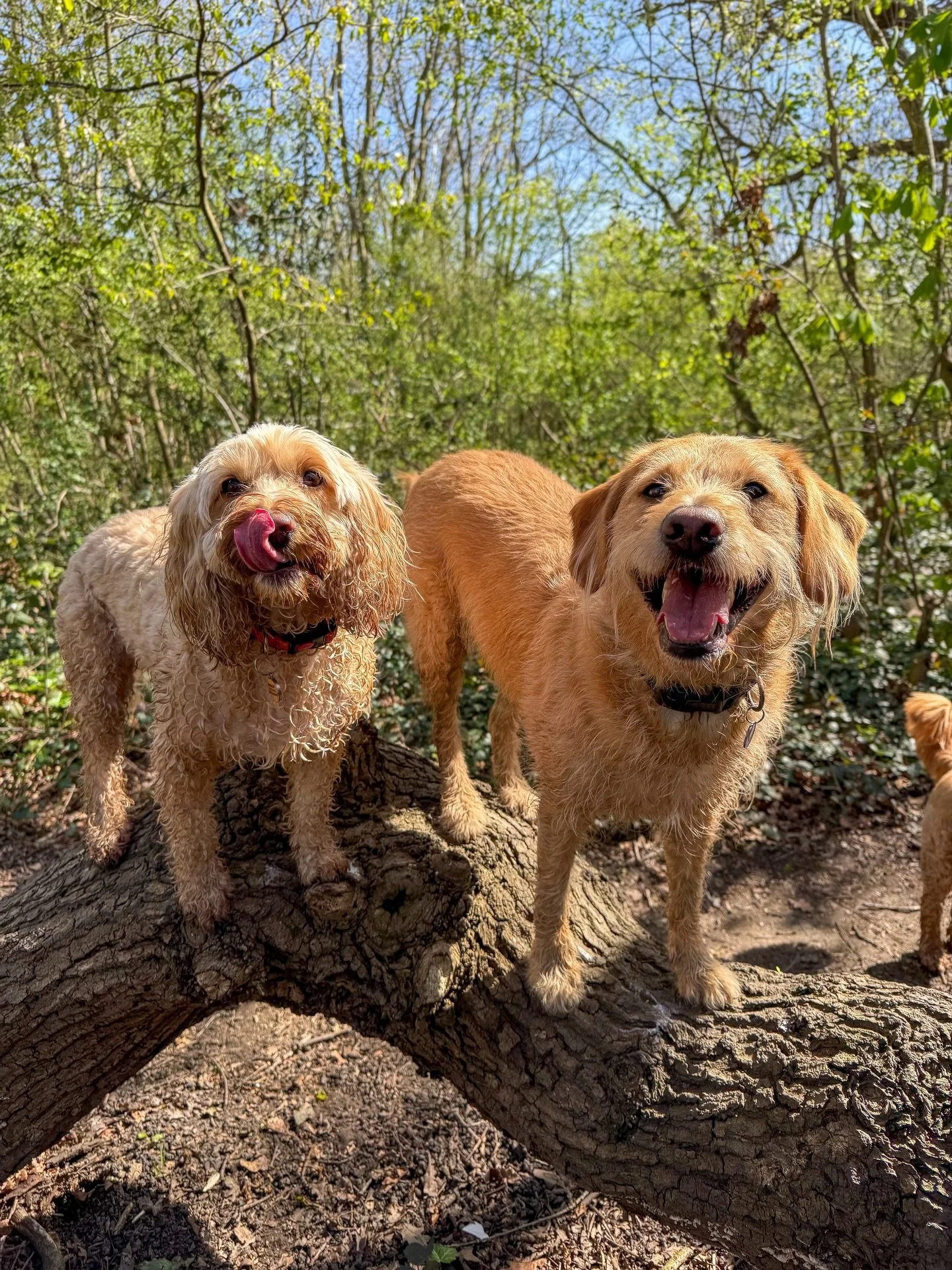 🐣 #dog #dogwalk #bankhol