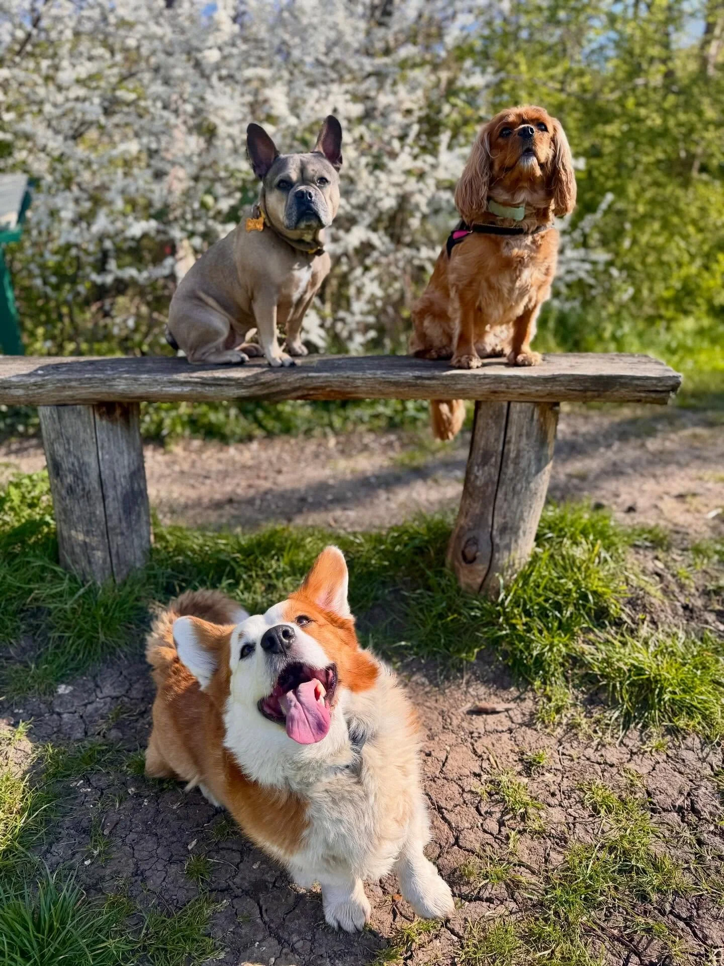This weeks groups and solo💚 (swipe to the end for the handsome Herbie)
#leadandramble #dogwalkerslife