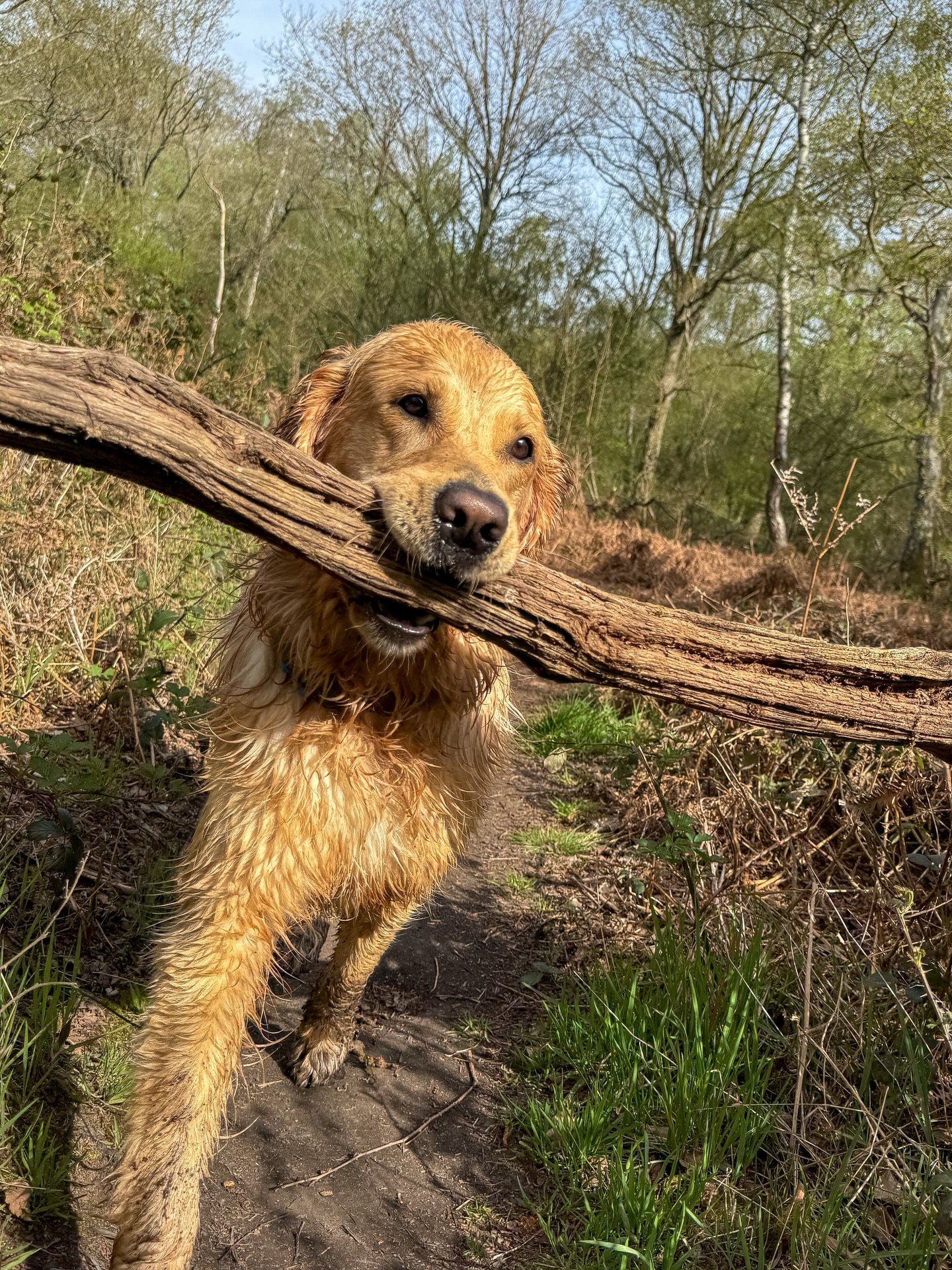 This week&rsquo;s round-up 📸 #dog #dogwalker #epsom