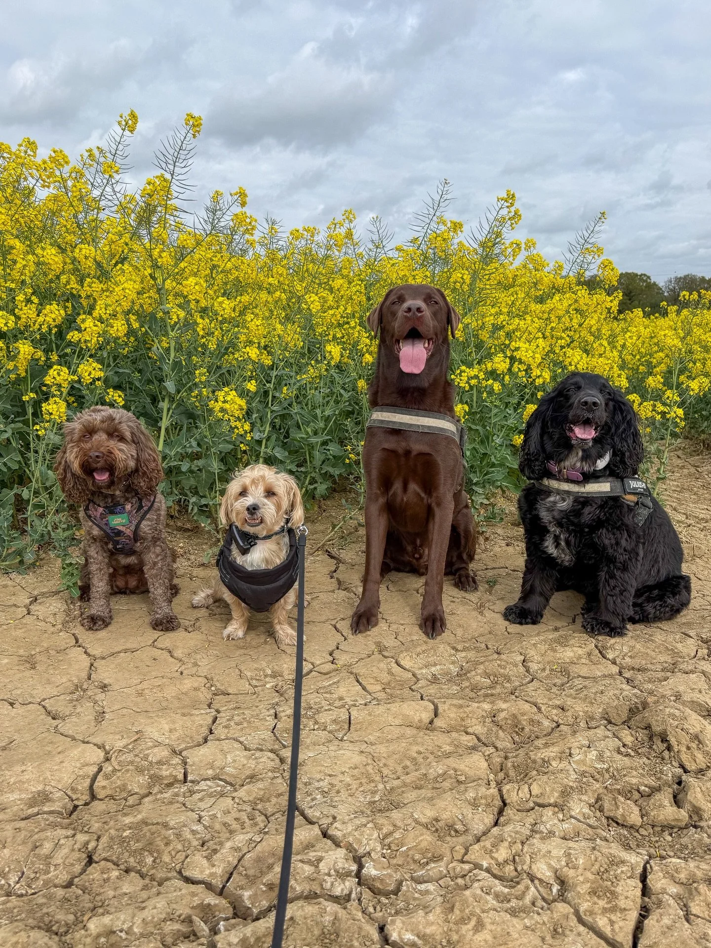 💛 #dogs #dogwalk #epsom
