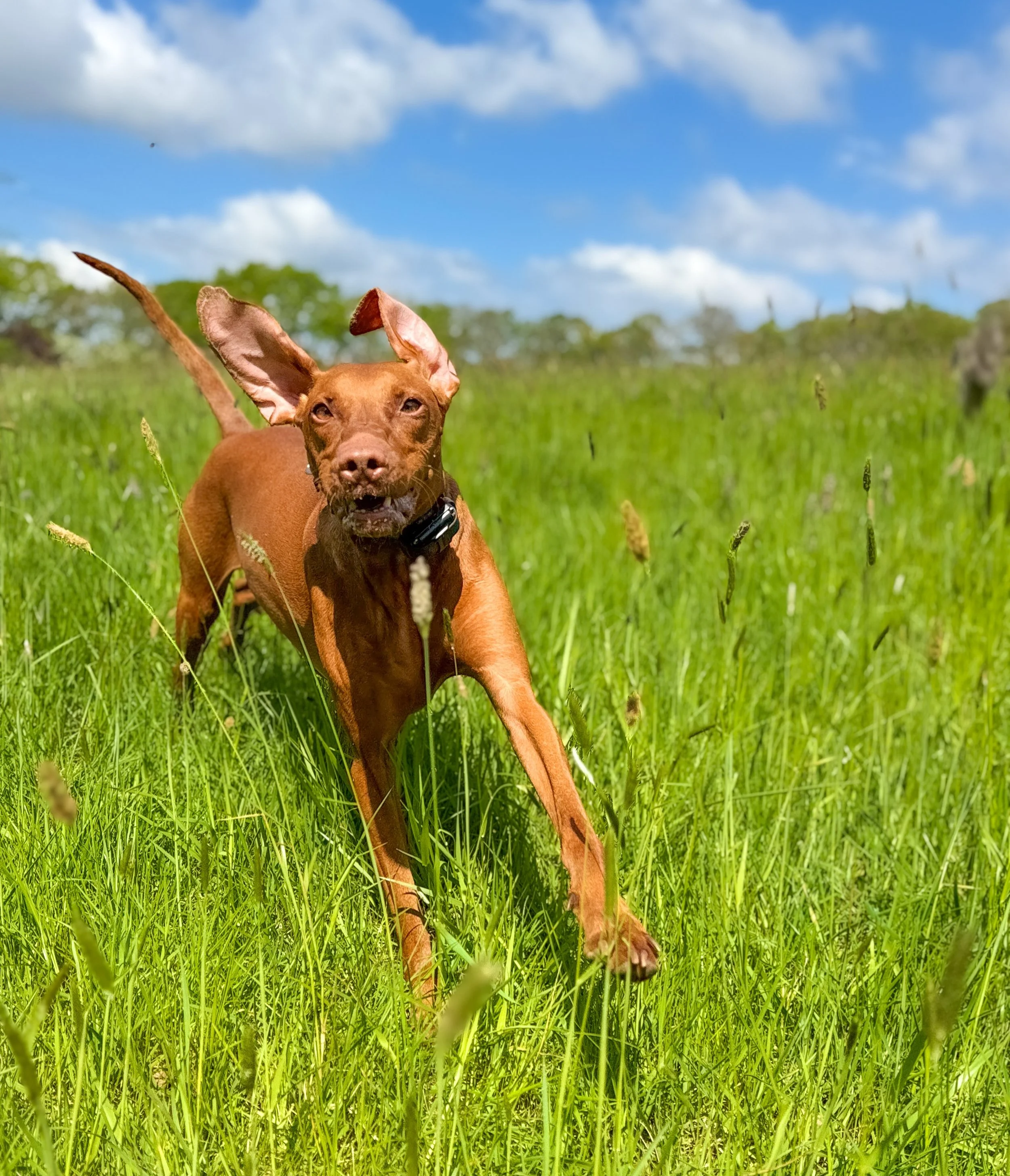 Vizsla velocity unlocked 🚨 welcome Ruby to L&amp;R. Pure bounce, pure joy and we love you already 🧡