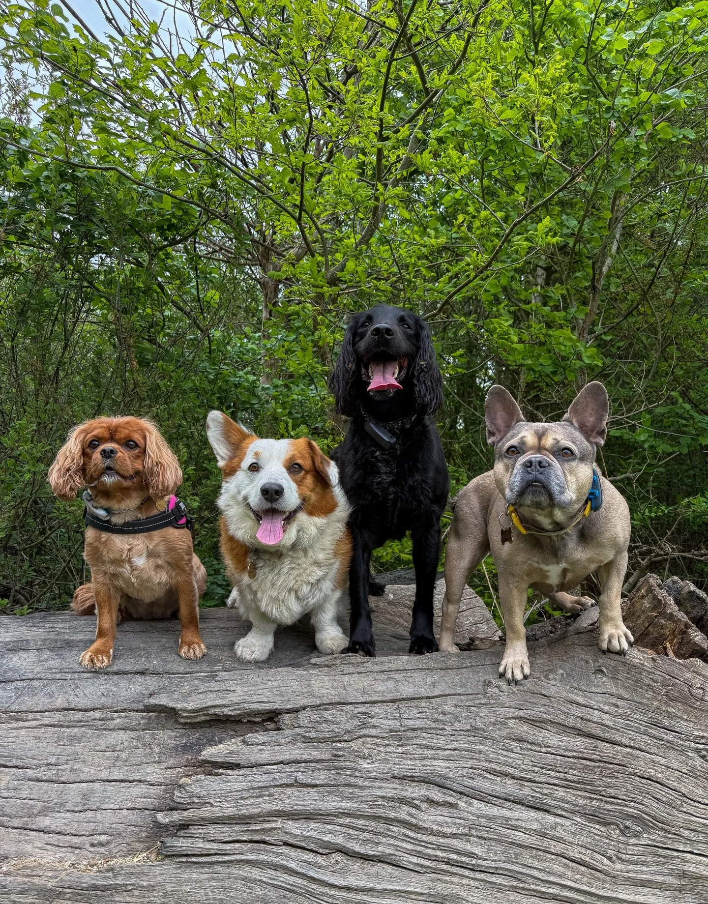 Group shots🐕🦮🐕&zwj;🦺🐩 #dog #dogwalker #epsom