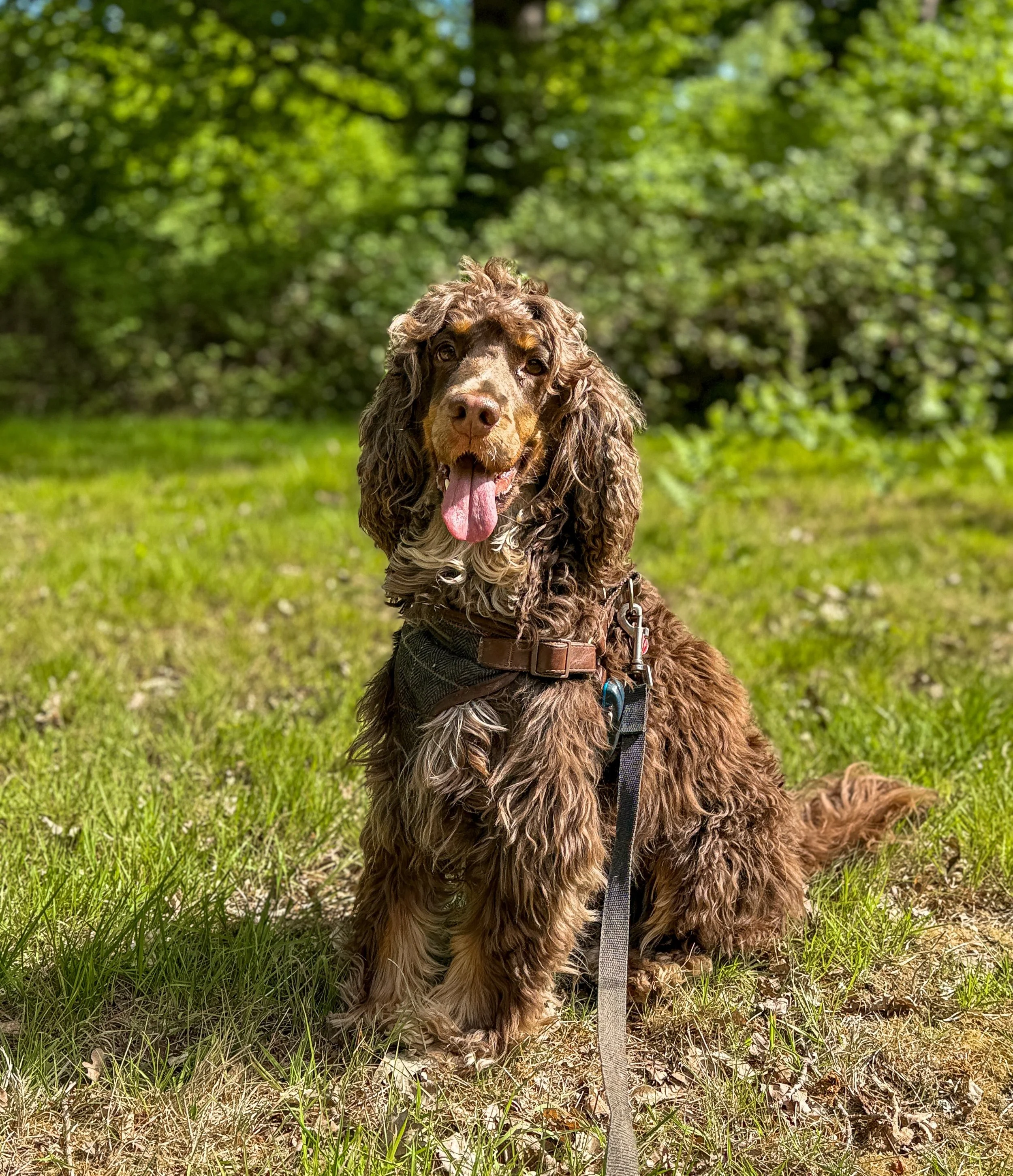 Spaniel charm incoming 🤎 Welcome Flynn to L&amp;R! Settling in like a dream already ✨