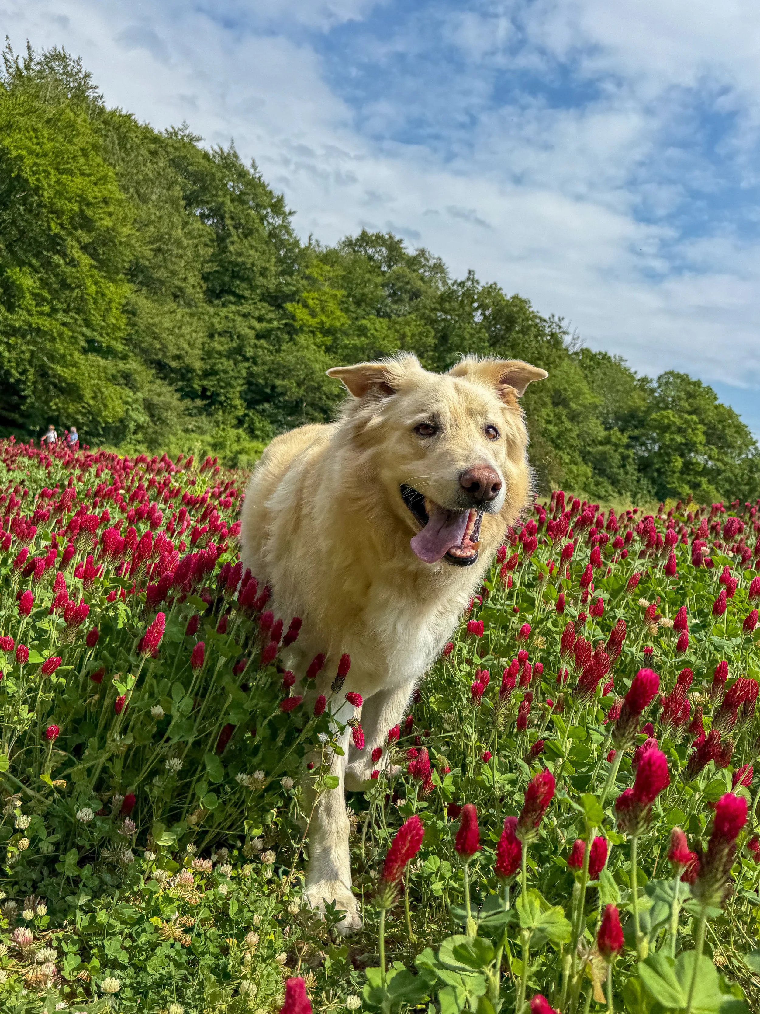 Weekly round-up!📸☀️#dogs #dogwalker #epsom