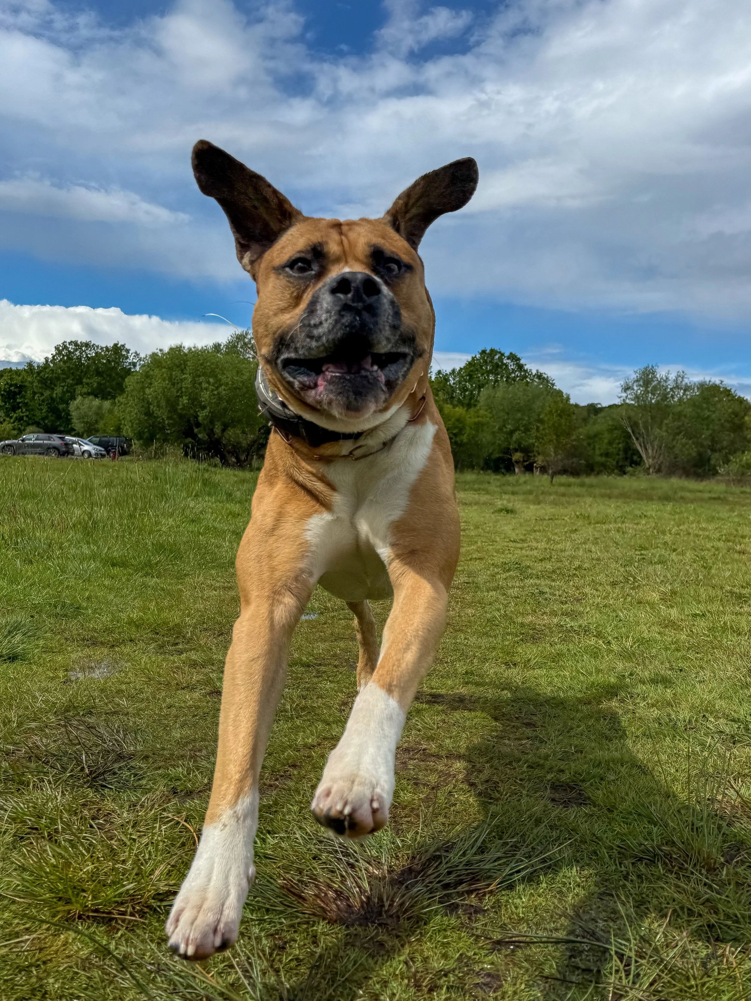 Last week&rsquo;s solos📸🐾☀️ #dogs #dogwalker #epsom