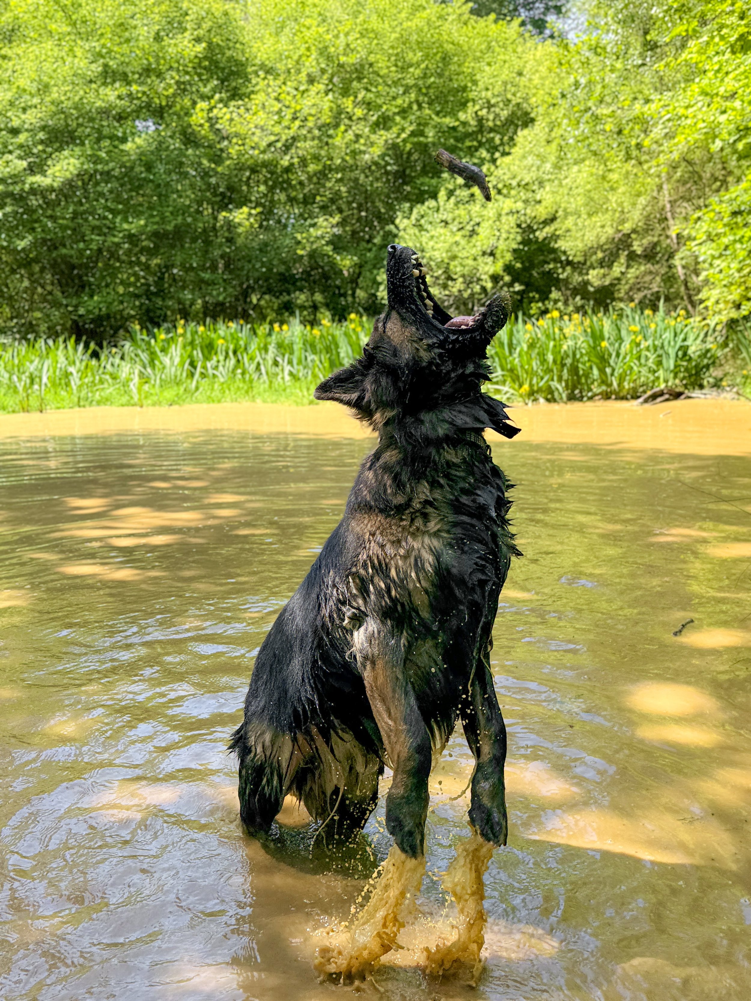 Vinny went swimmys ☀️💦