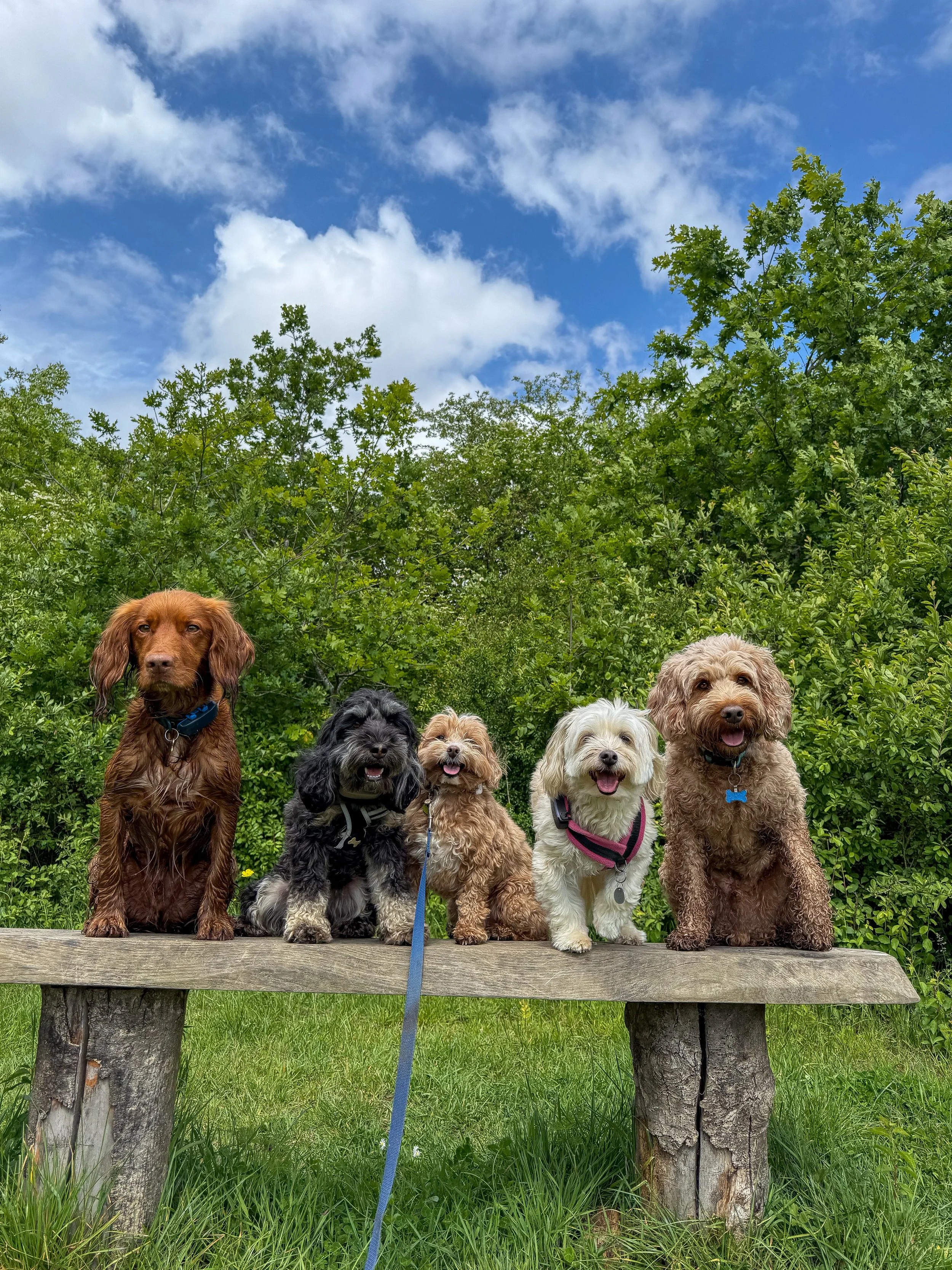 The groups!😍🐾 #dogs #dogwalker #epsom