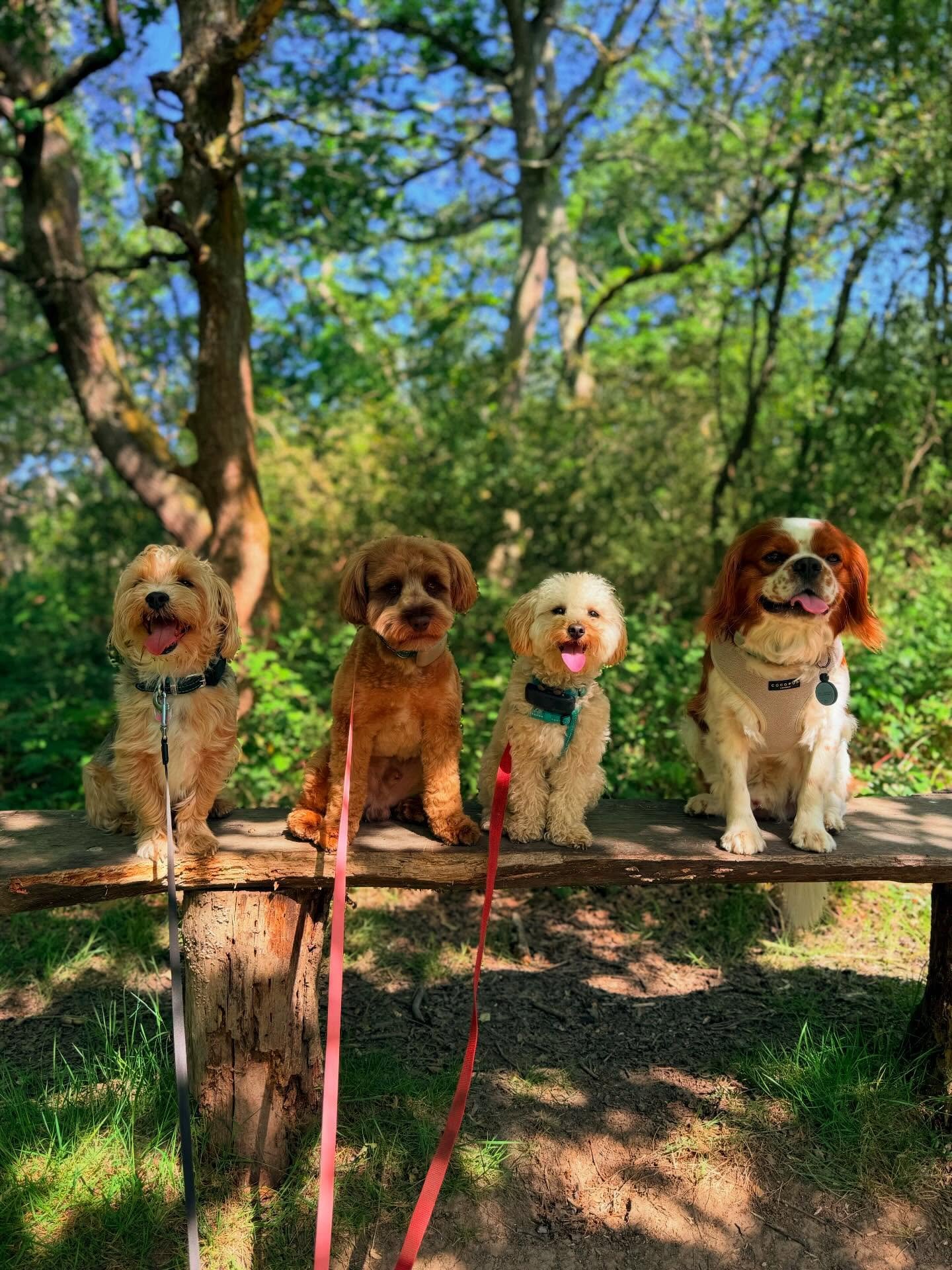 This weeks early group walks and solos after a very spicy week of sun❤️&zwj;🔥
#leadandramble