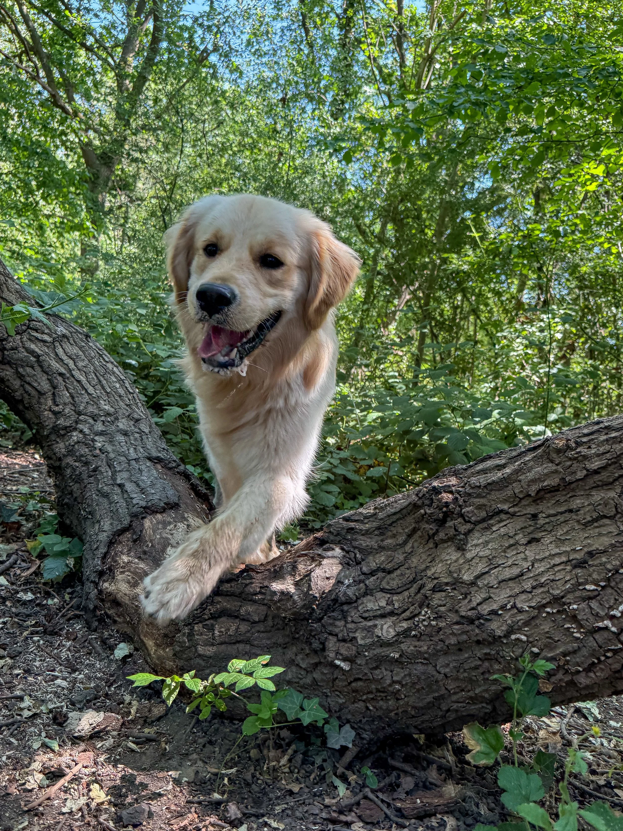 A hot week in the sun☀️ @dogs #dogwalker #surrey