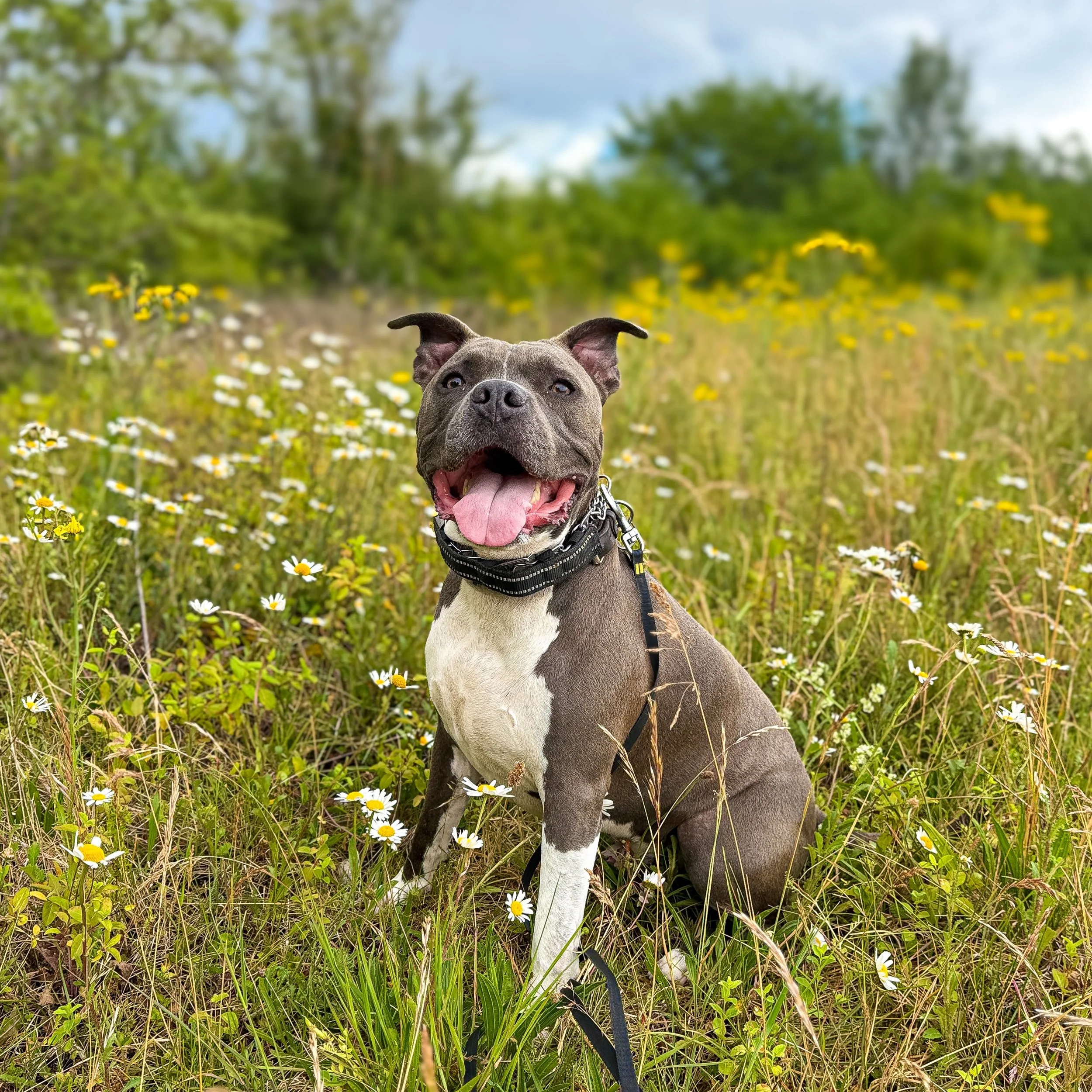 Reggie 🩶

Enjoying some holiday walks this week whilst @pixiespals.dws is away 🫶