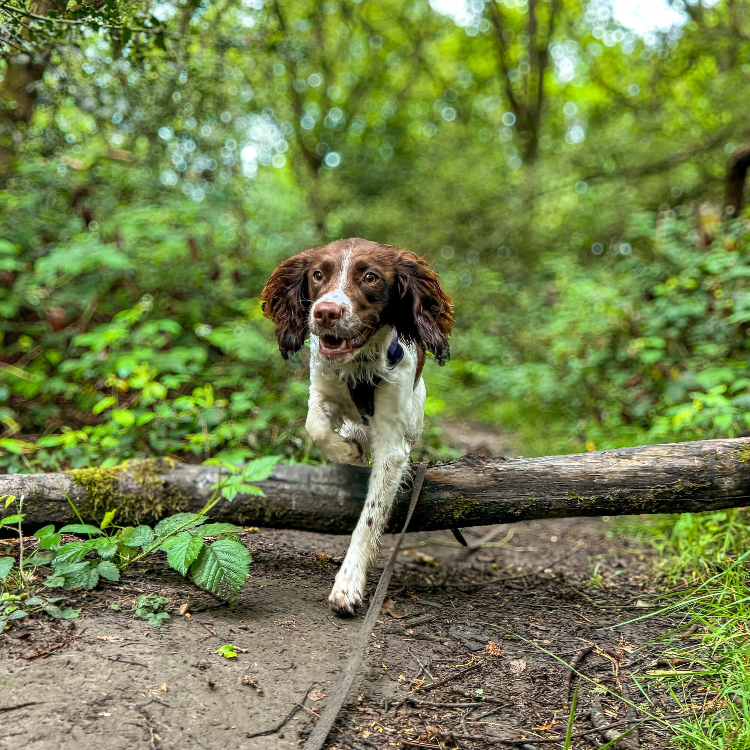 Springing into the pack 🤎 Welcome Kiri to L&amp;R! We can never have too many spaniels! 🐾