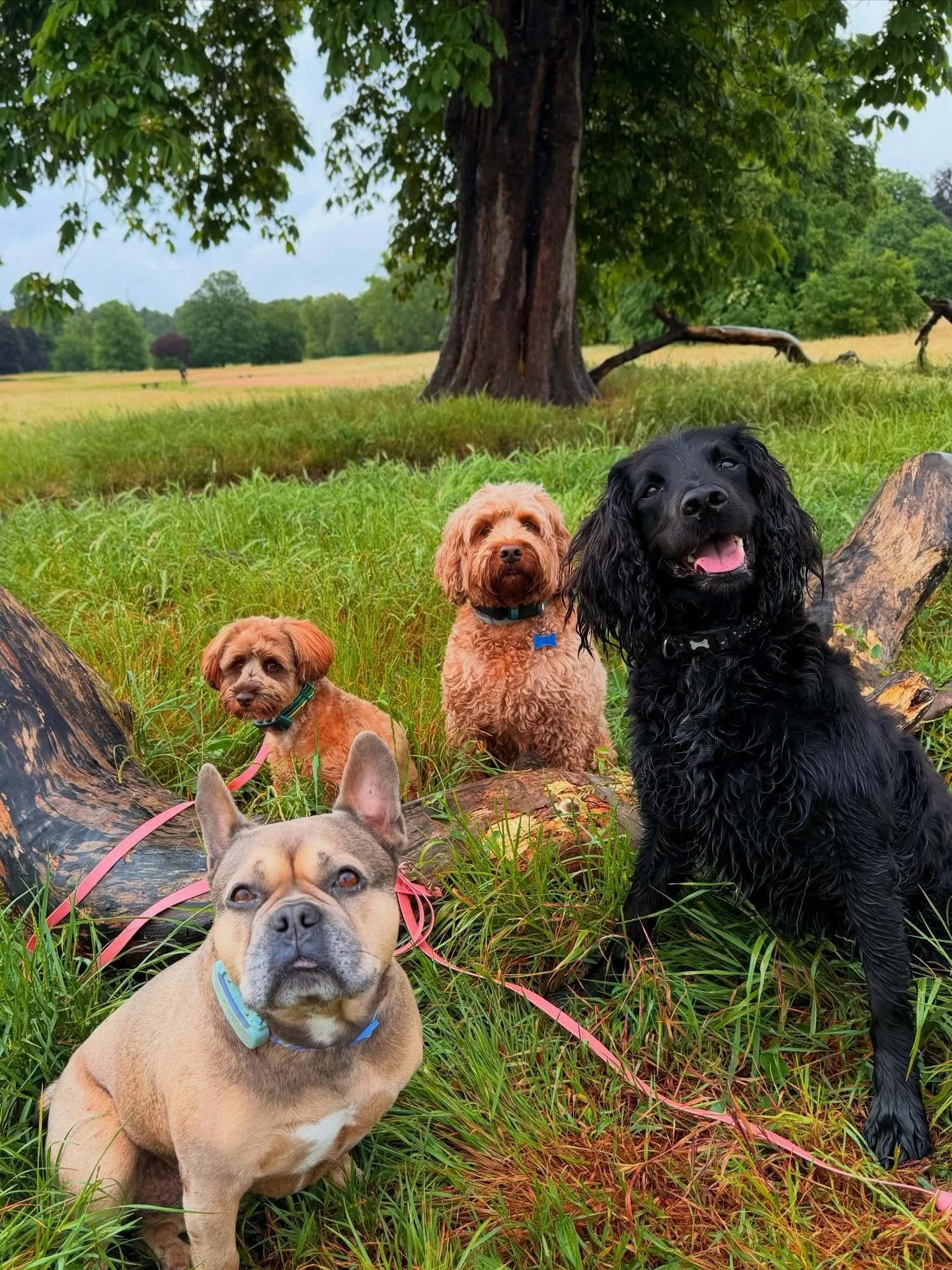This weeks group and solo shots📸

#leadandramble