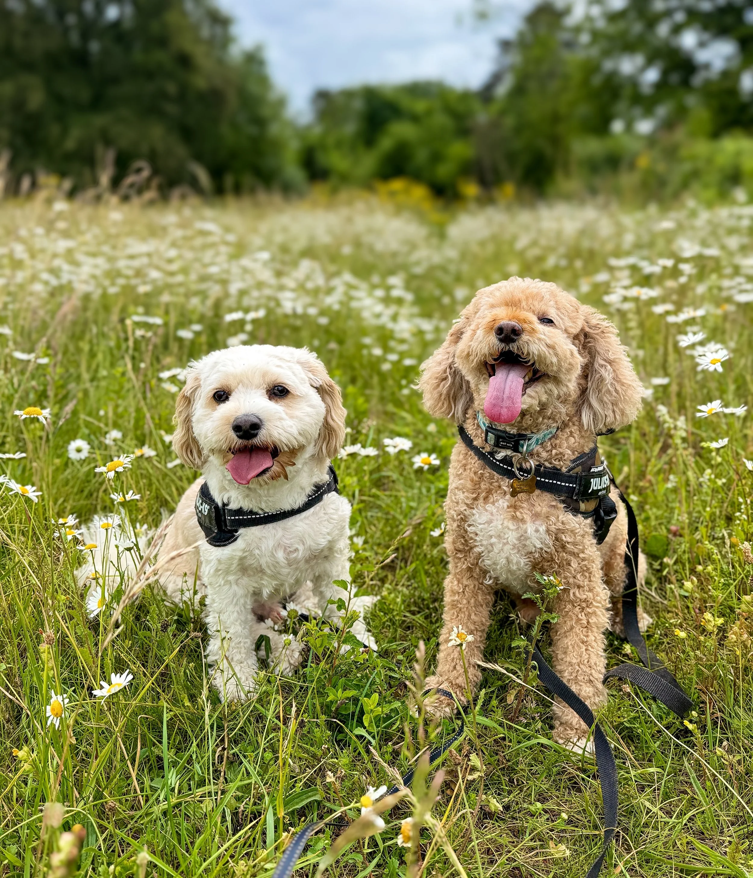 New duo on the block 👀 Welcome Iggy and Sid to L&amp;R. How cute are they 🥹