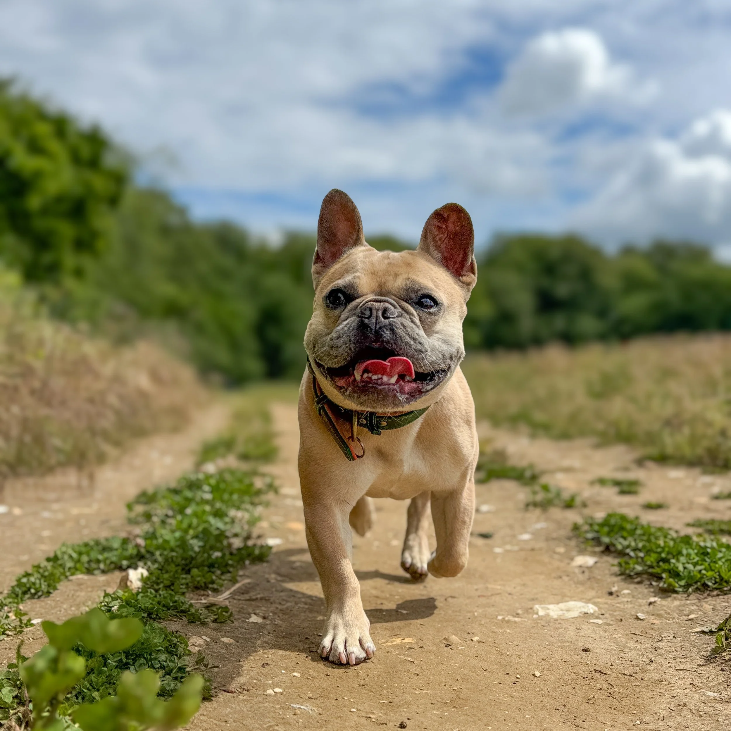 Ears up, Chester&rsquo;s arrived 🚨 What a handsome little lad. So happy to have you at L&amp;R!