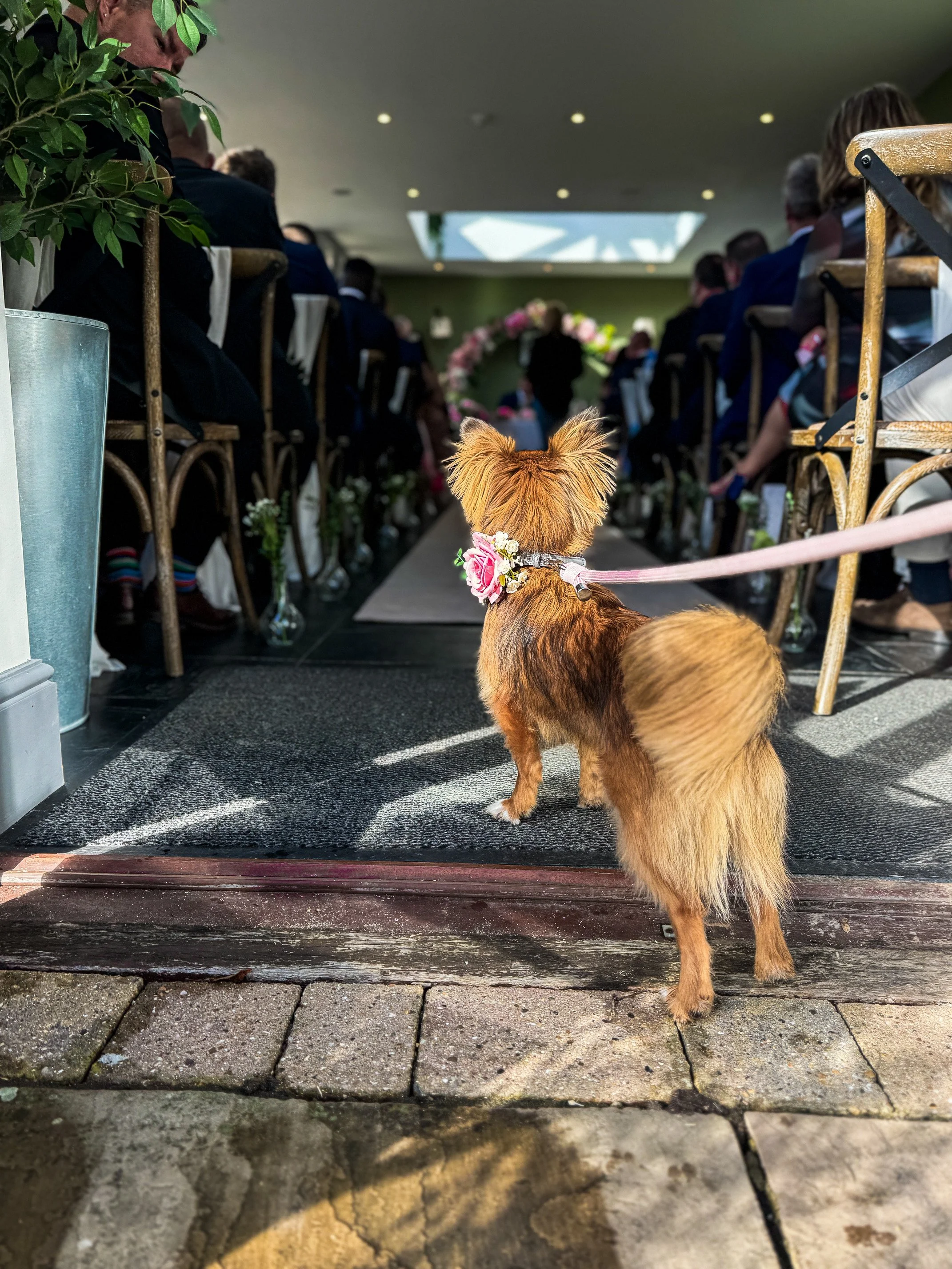 A small brown dog with a pink and white floral collar standing at the entrance of an indoor wedding ceremony, looking towards the seated guests.