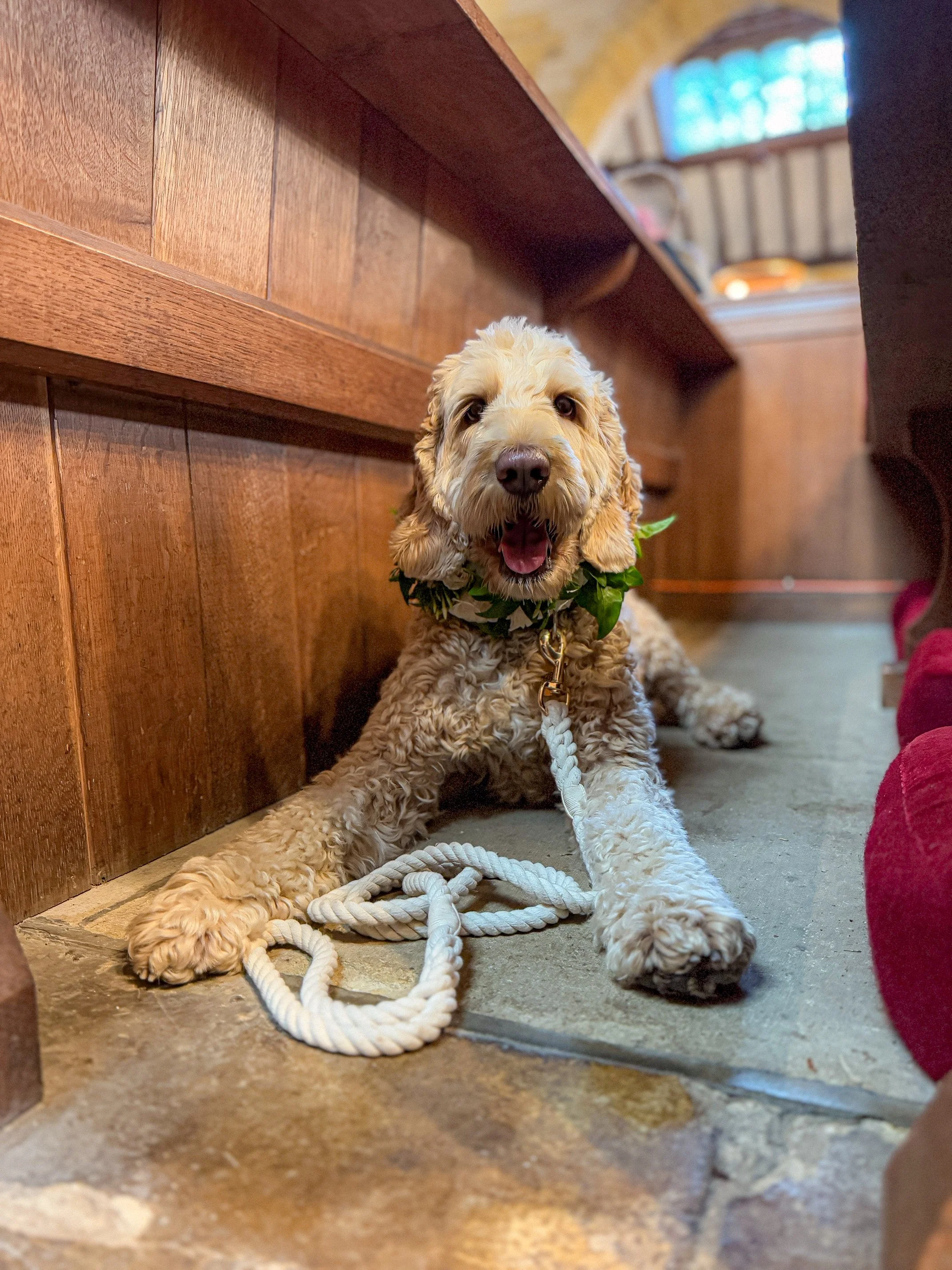 A cheerful puppy with curly fur lying on a tiled floor under a wooden counter, wearing a leafy collar and attached to a white rope leash.