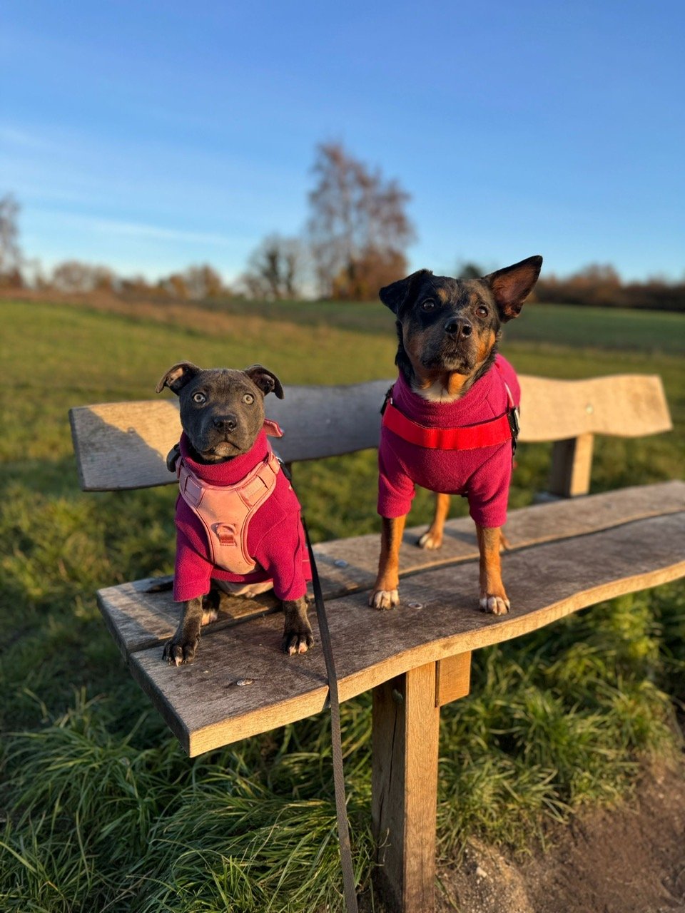 Two dogs in pink jackets sit on a wooden park bench outdoors during sunset.