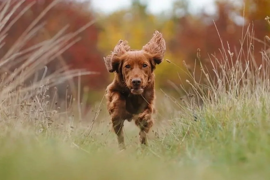A brown dog running through tall grass in an outdoor setting with autumn foliage in the background.